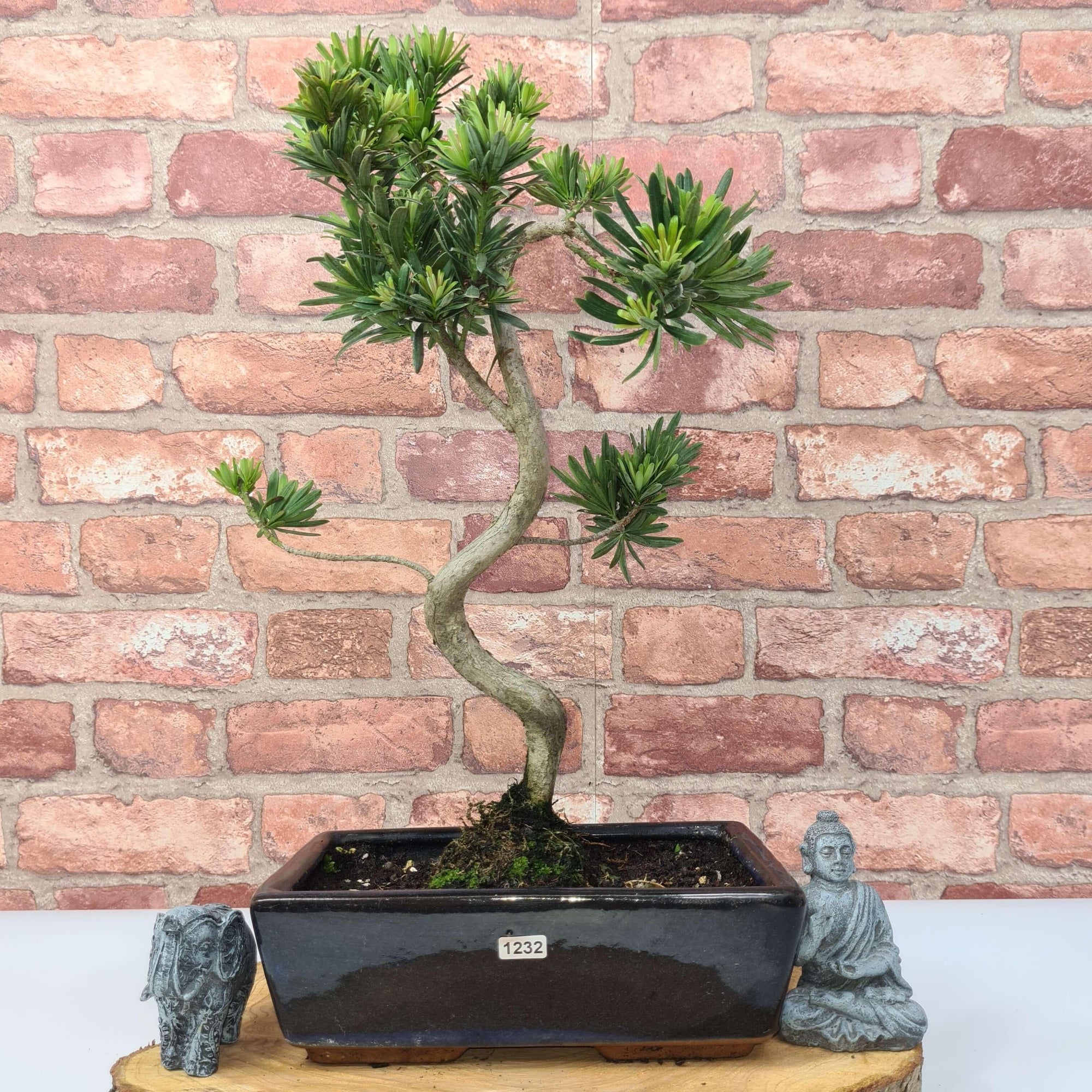 Buddhist Pine (Podocarpus Micro) Bonsai Tree | Shaped | In 25cm Pot  | S251973