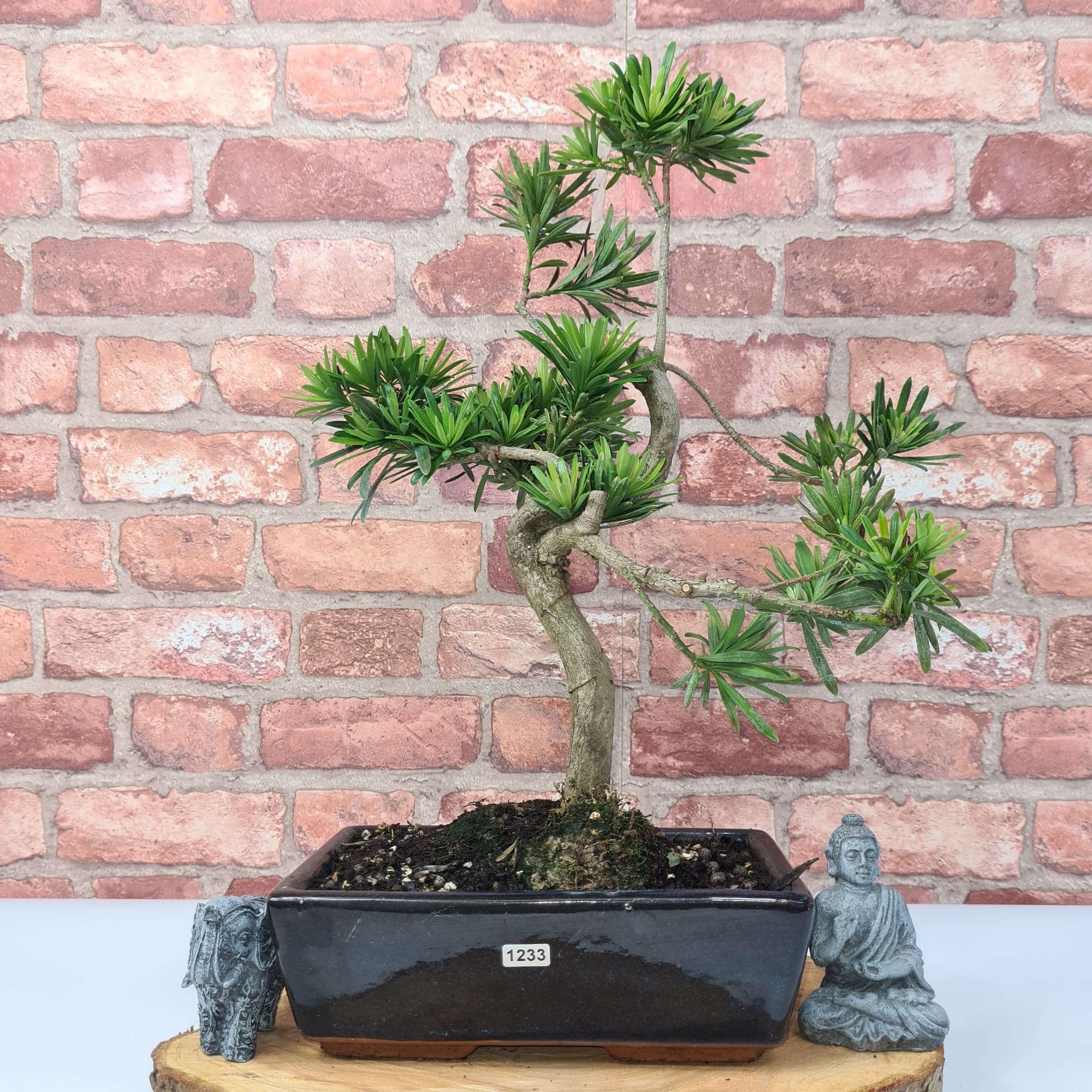 Buddhist Pine (Podocarpus Micro) Bonsai Tree | Shaped | In 30cm Pot  | S251974