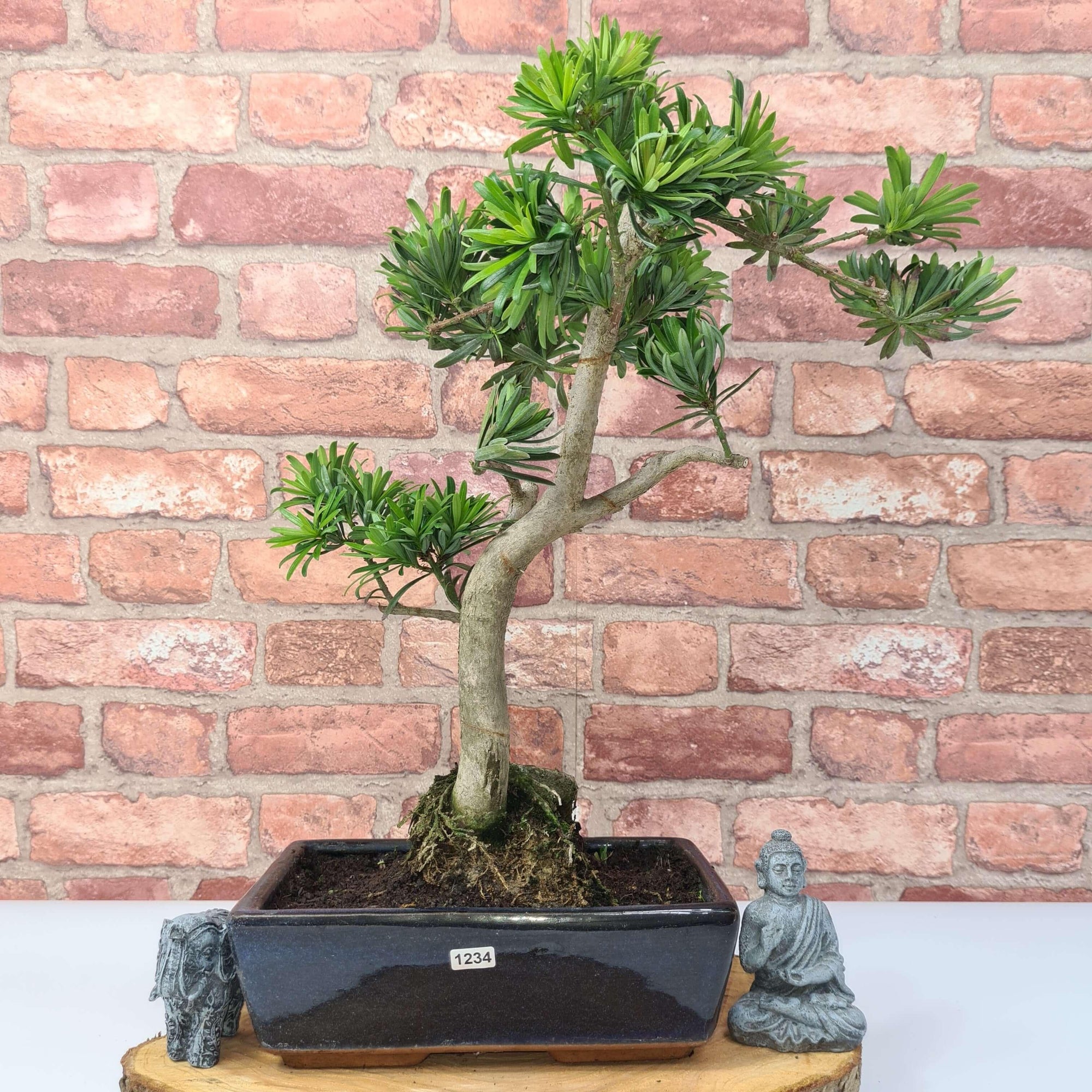 Buddhist Pine (Podocarpus Micro) Bonsai Tree | Shaped | In 30cm Pot  | S251974