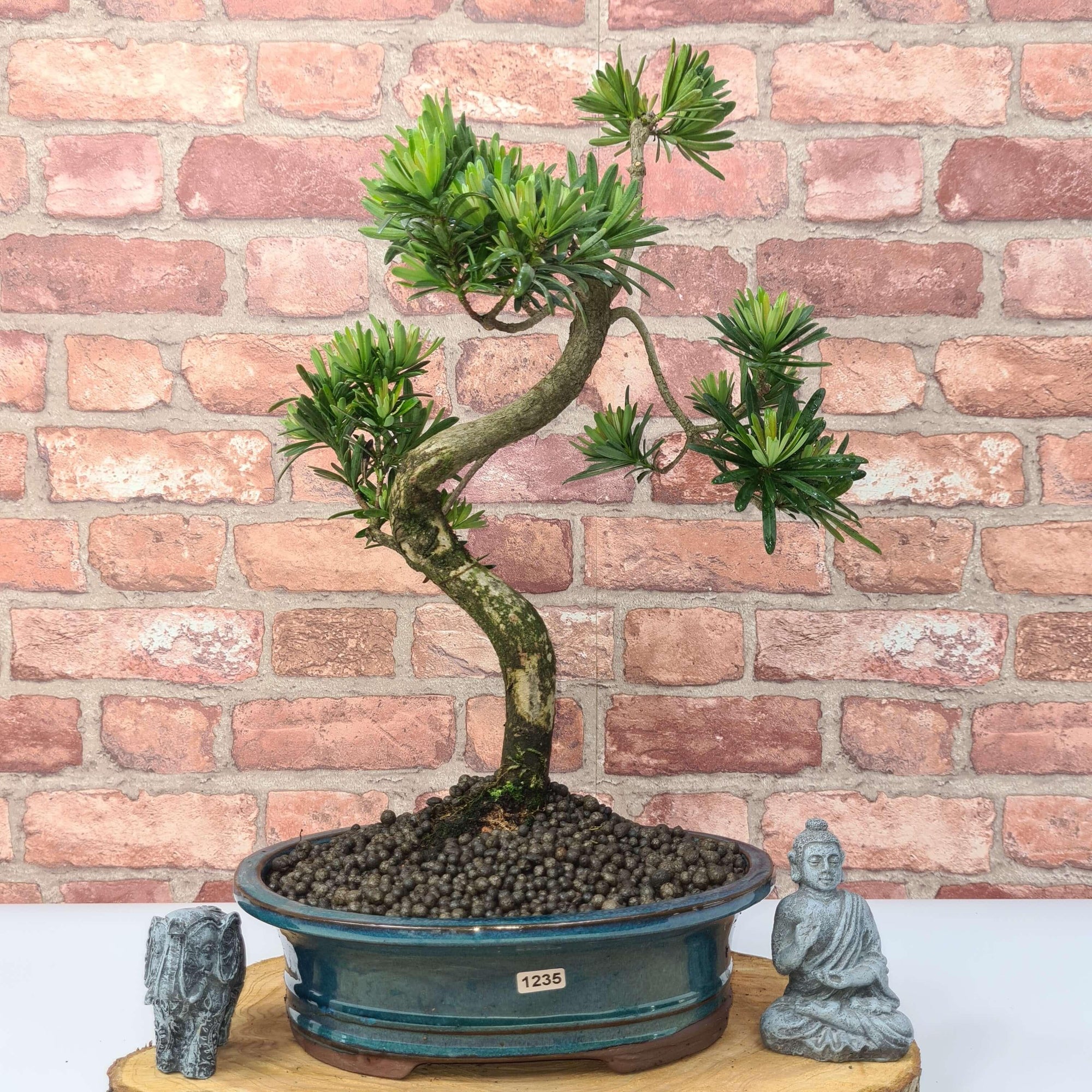 Buddhist Pine (Podocarpus Micro) Bonsai Tree | Shaped | In 30cm Pot  | S251974