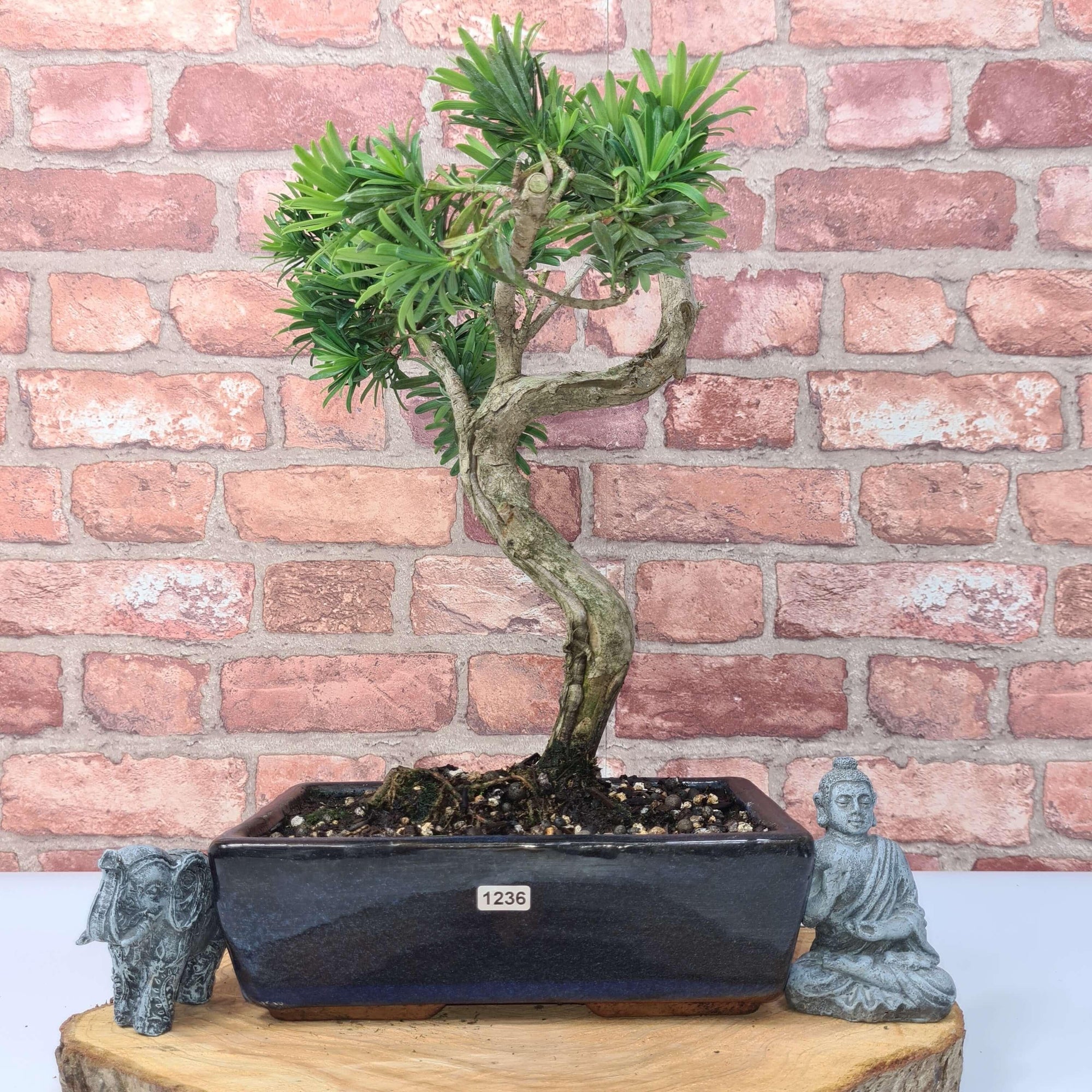 Buddhist Pine (Podocarpus Micro) Bonsai Tree | Shaped | In 30cm Pot  | S251974