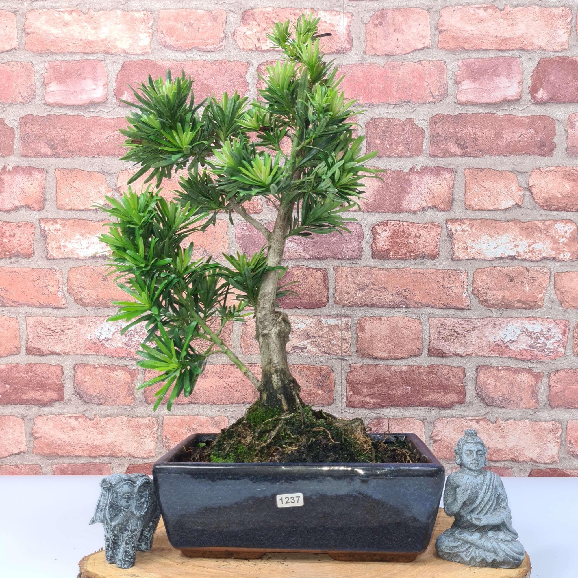 Buddhist Pine (Podocarpus Micro) Bonsai Tree | Shaped | In 30cm Pot  | S251974