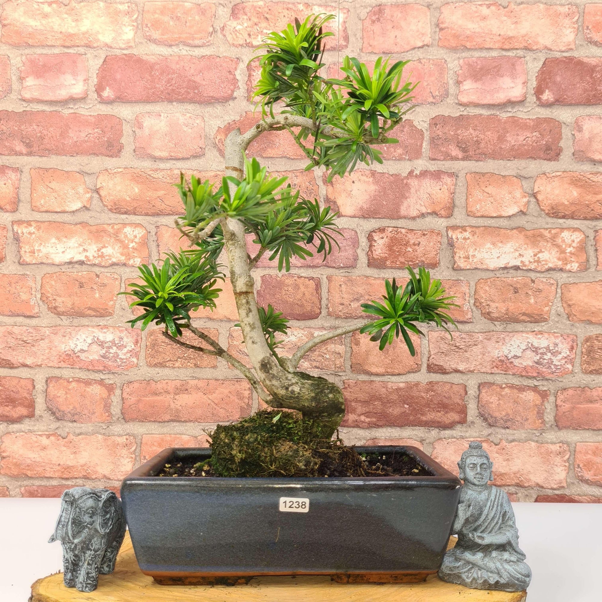 Buddhist Pine (Podocarpus Micro) Bonsai Tree | Shaped | In 25cm Pot  | S251973
