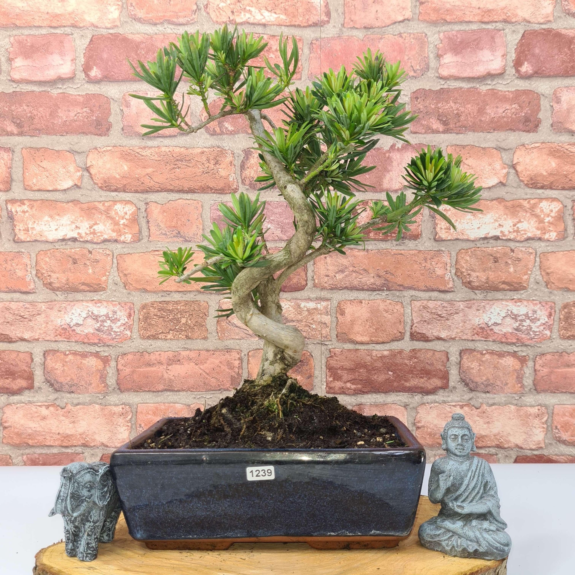 Buddhist Pine (Podocarpus Micro) Bonsai Tree | Shaped | In 30cm Pot  | S251974