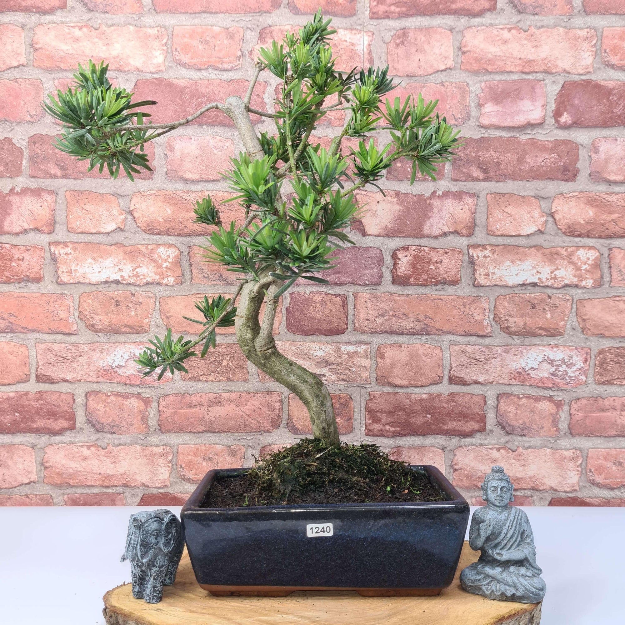 Buddhist Pine (Podocarpus Micro) Bonsai Tree | Shaped | In 25cm Pot  | S251973