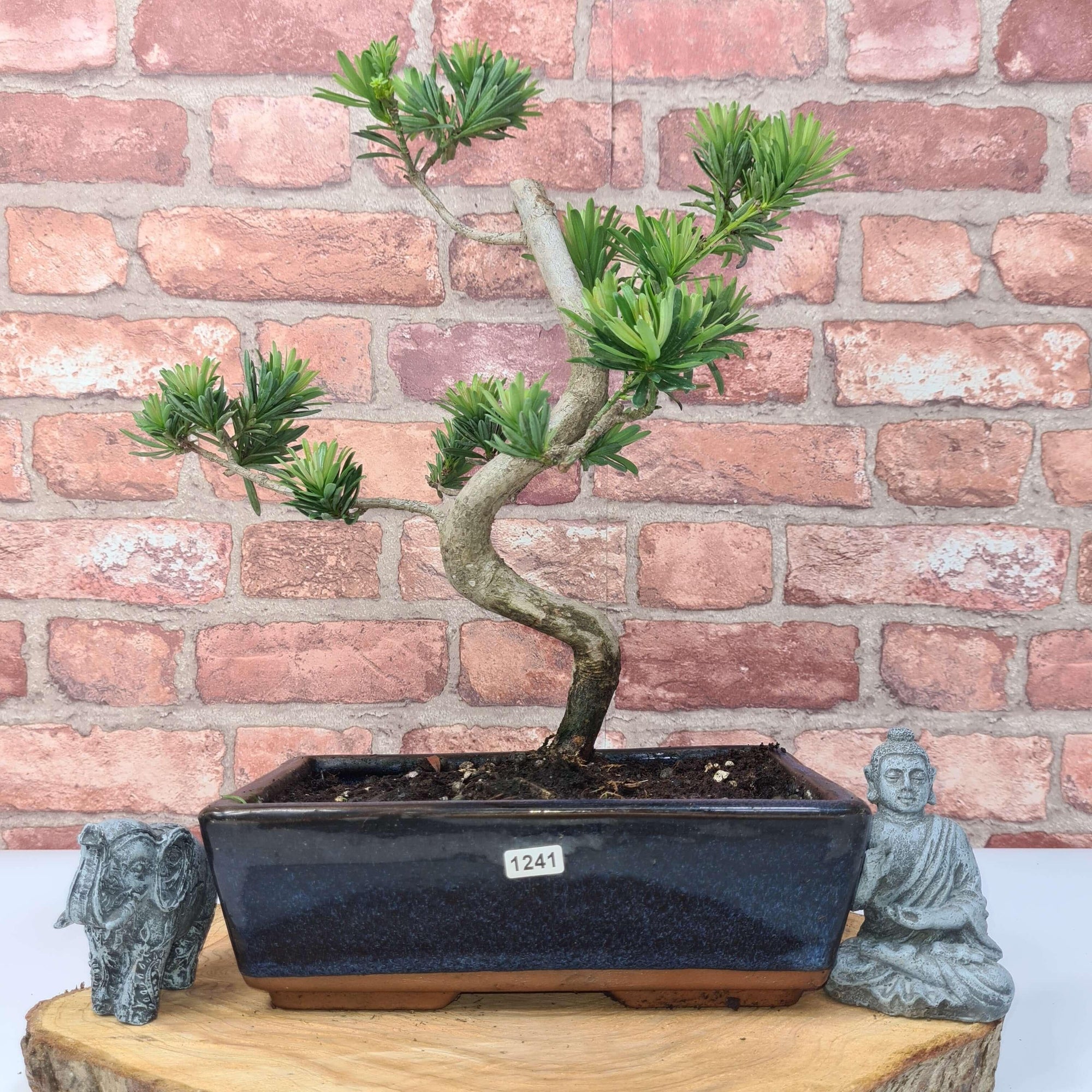Buddhist Pine (Podocarpus Micro) Bonsai Tree | Shaped | In 30cm Pot  | S251974