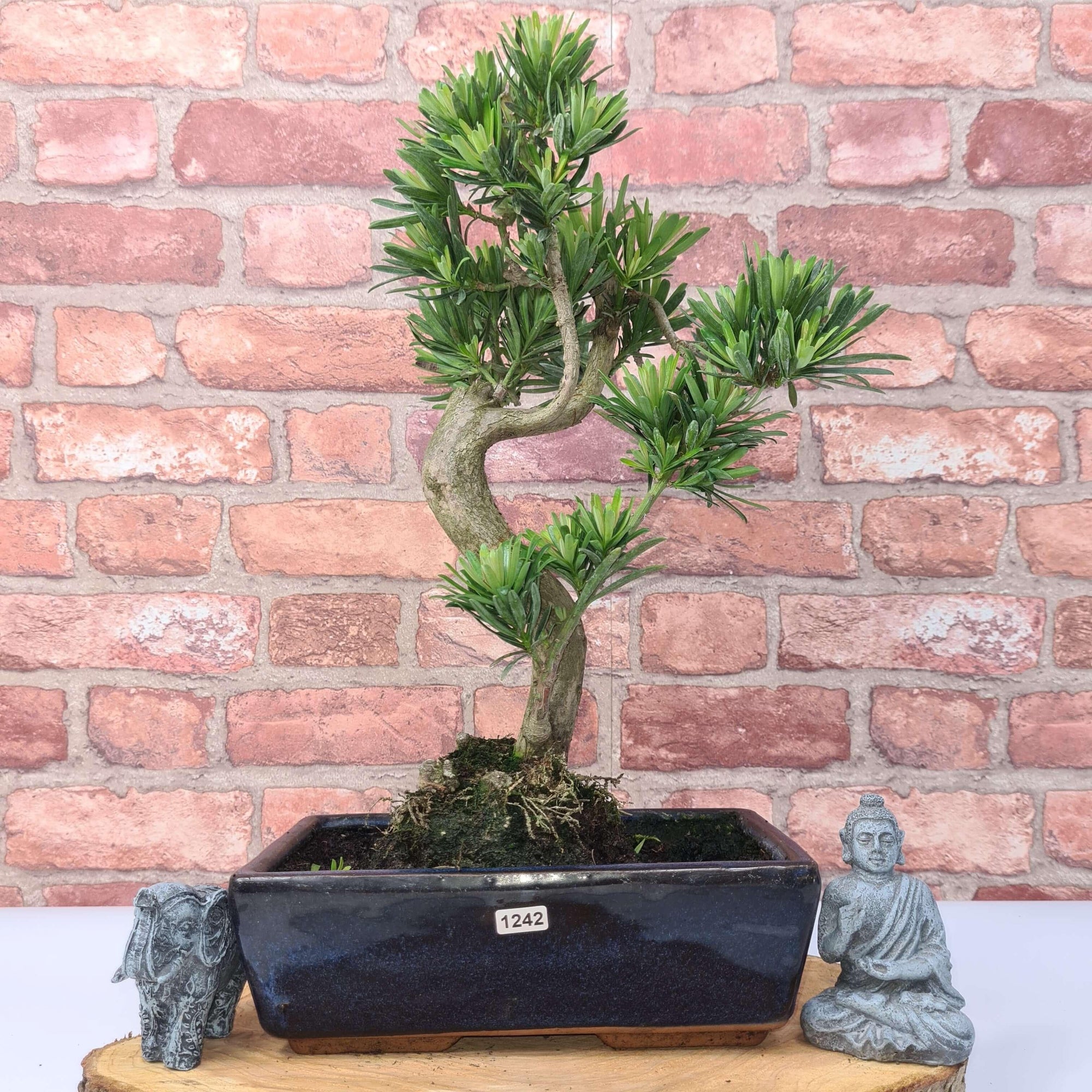 Buddhist Pine (Podocarpus Micro) Bonsai Tree | Shaped | In 30cm Pot  | S251974