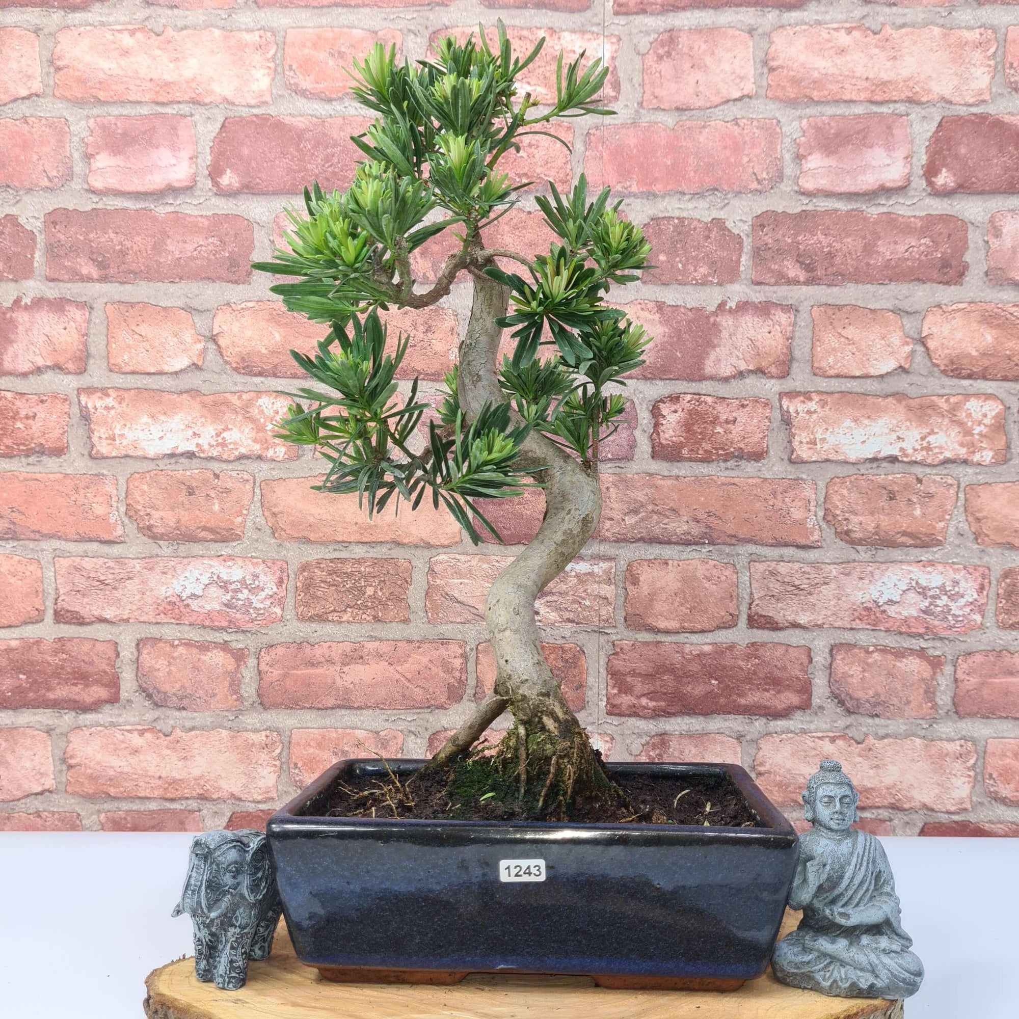 Buddhist Pine (Podocarpus Micro) Bonsai Tree | Shaped | In 25cm Pot  | S251973