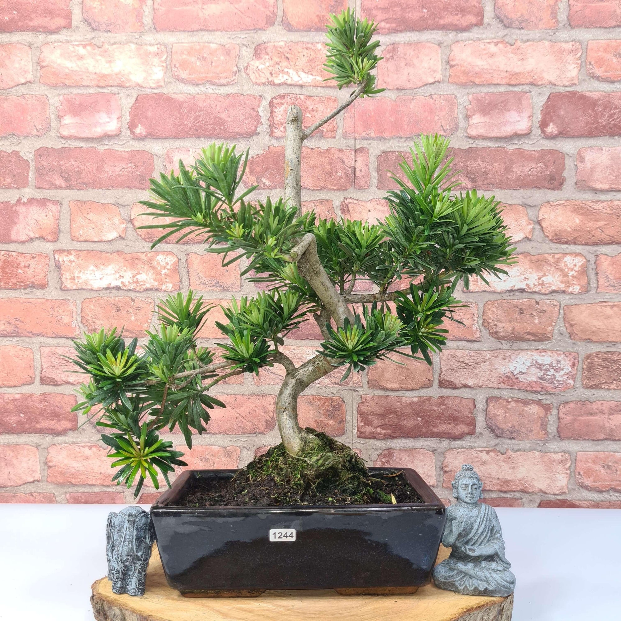 Buddhist Pine (Podocarpus Micro) Bonsai Tree | Shaped | In 25cm Pot  | S251973