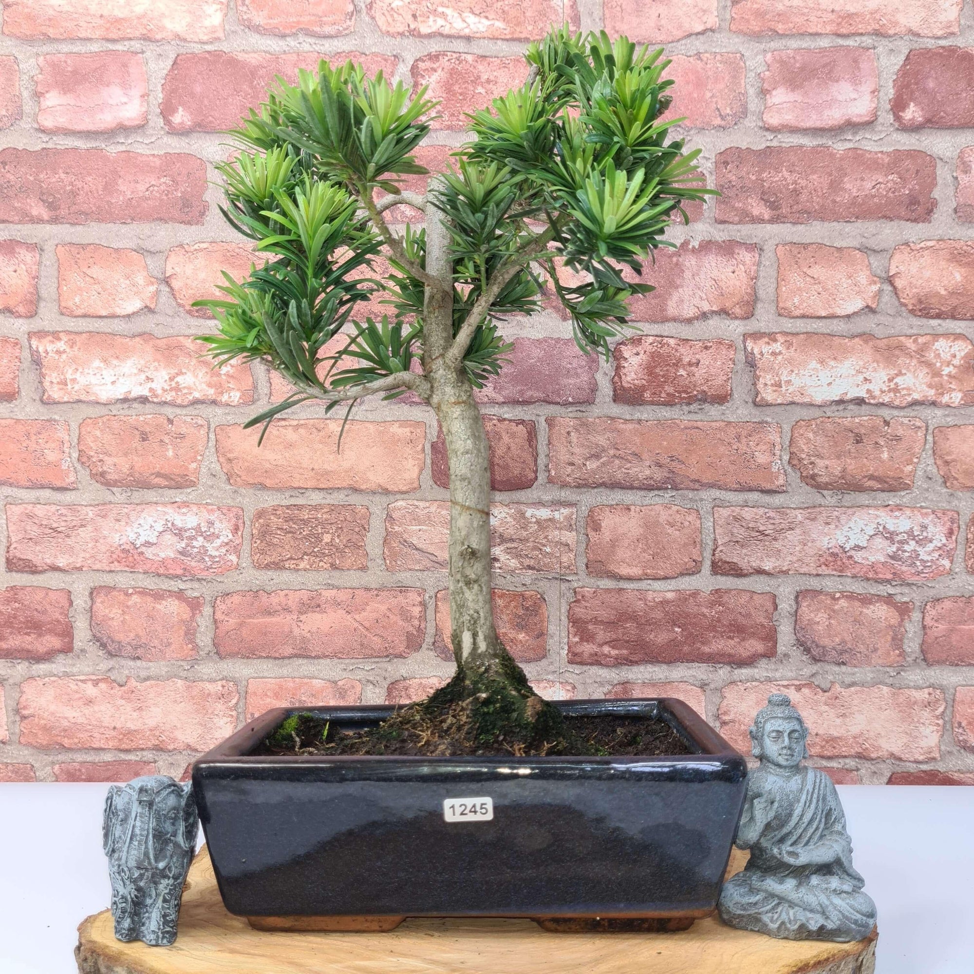 Buddhist Pine (Podocarpus Micro) Bonsai Tree | Shaped | In 30cm Pot  | S251974