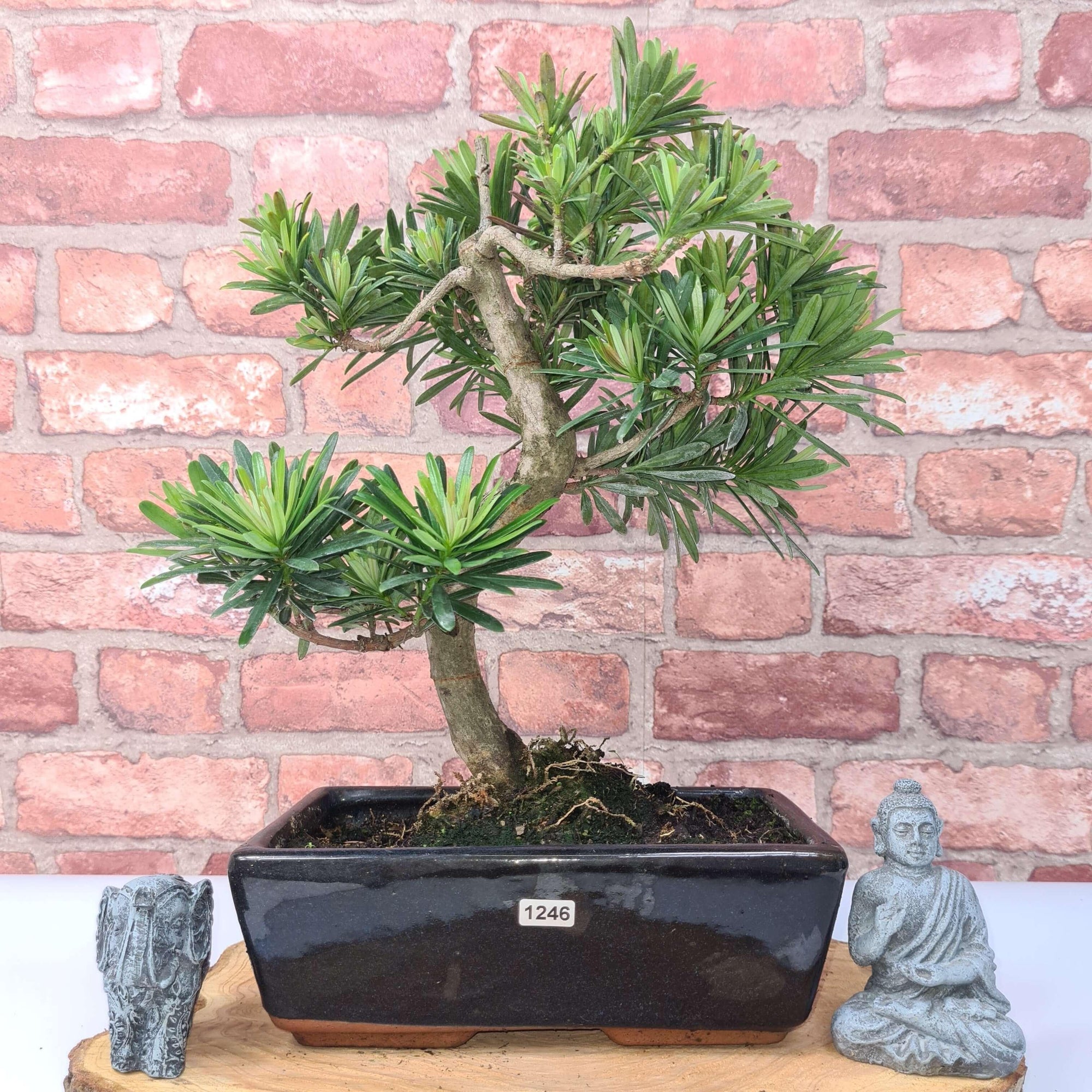 Buddhist Pine (Podocarpus Micro) Bonsai Tree | Shaped | In 30cm Pot  | S251974