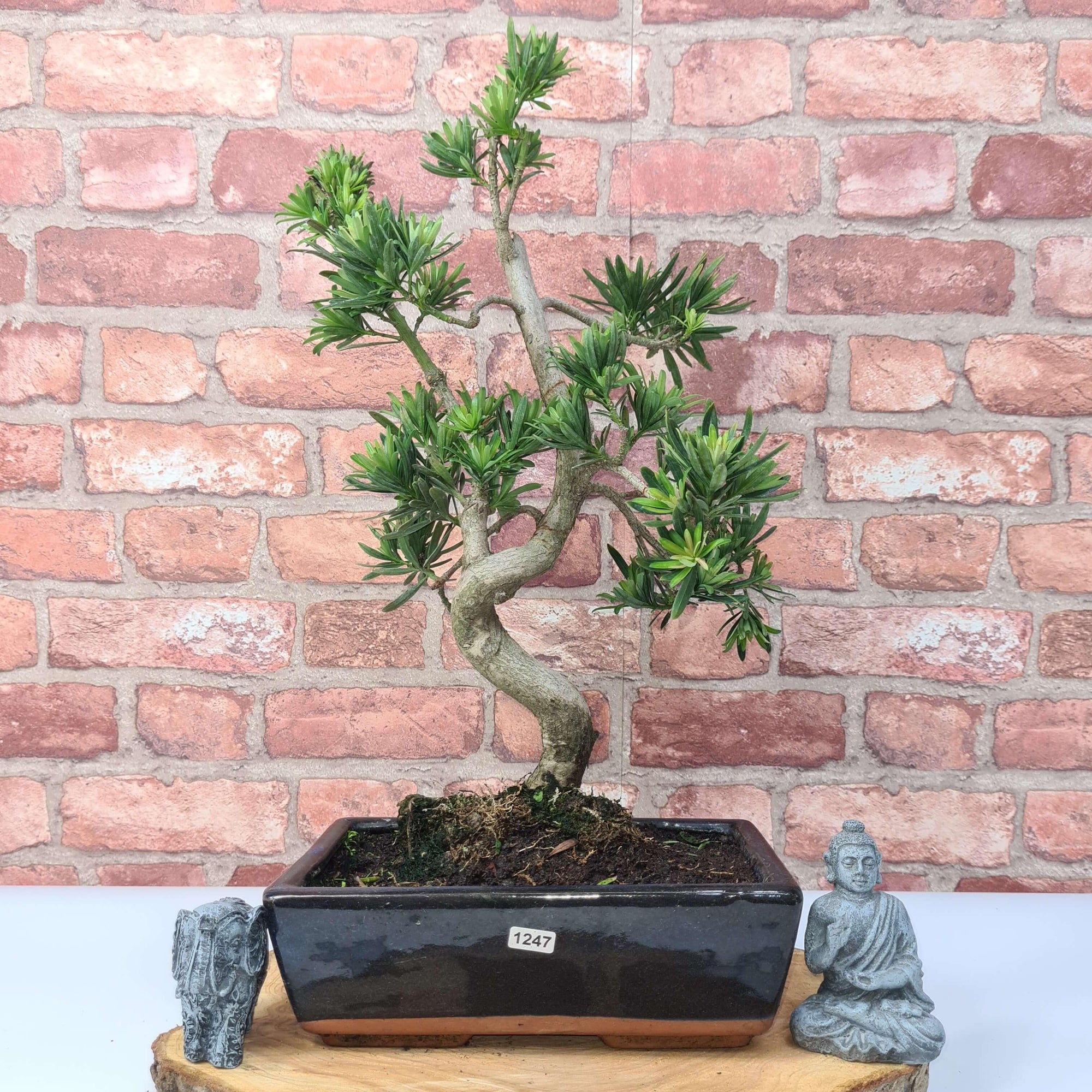 Buddhist Pine (Podocarpus Micro) Bonsai Tree | Shaped | In 30cm Pot  | S251974