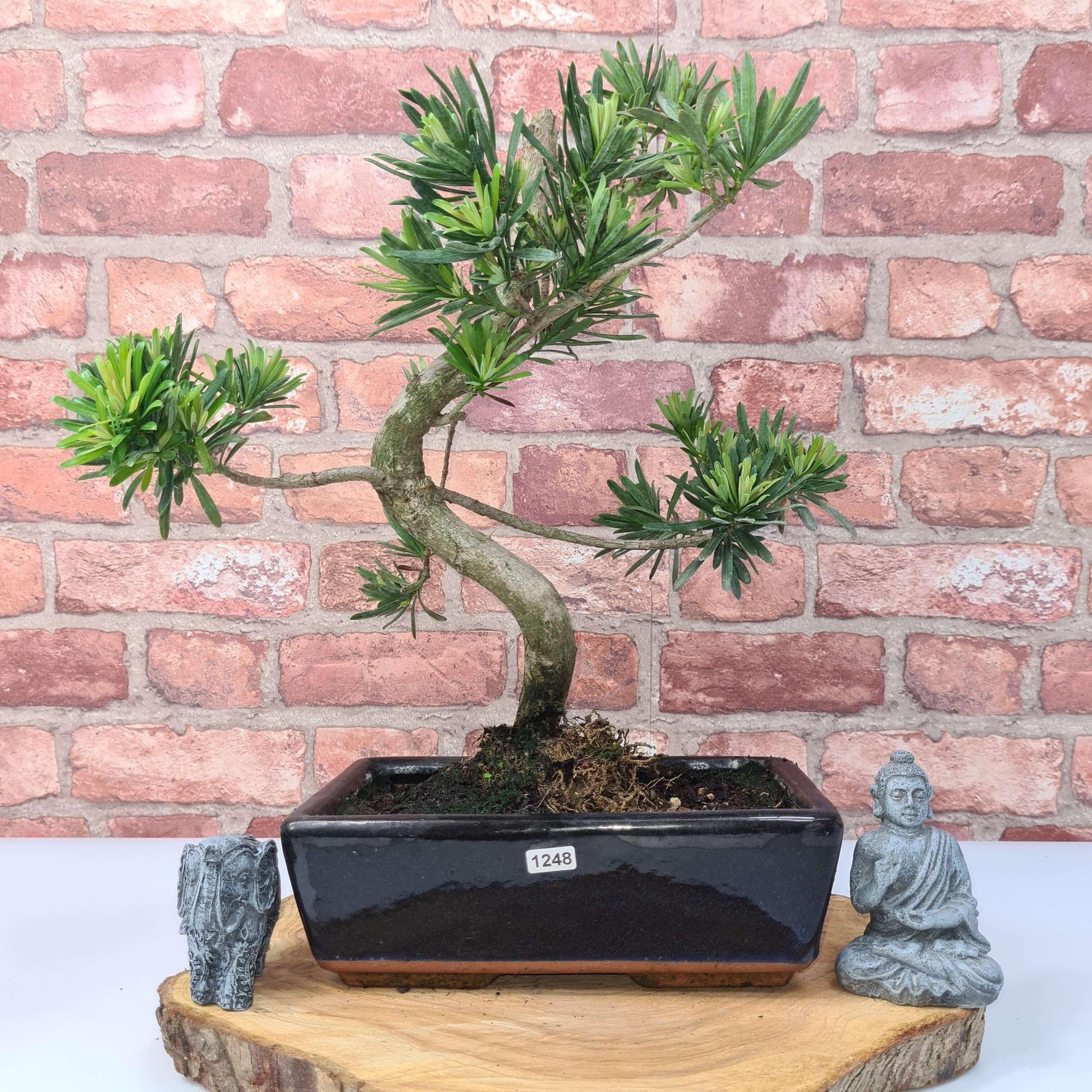 Buddhist Pine (Podocarpus Micro) Bonsai Tree | Shaped | In 25cm Pot  | S251973