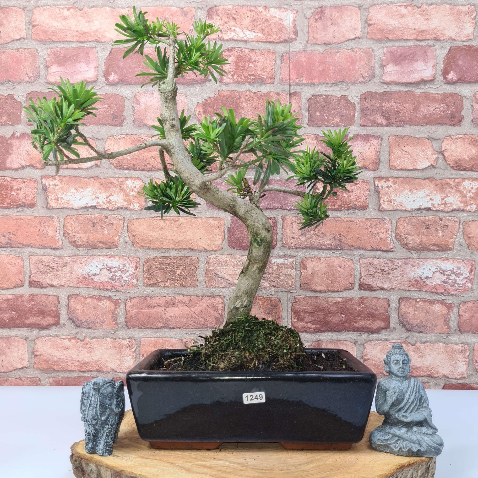 Buddhist Pine (Podocarpus Micro) Bonsai Tree | Shaped | In 30cm Pot  | S251974