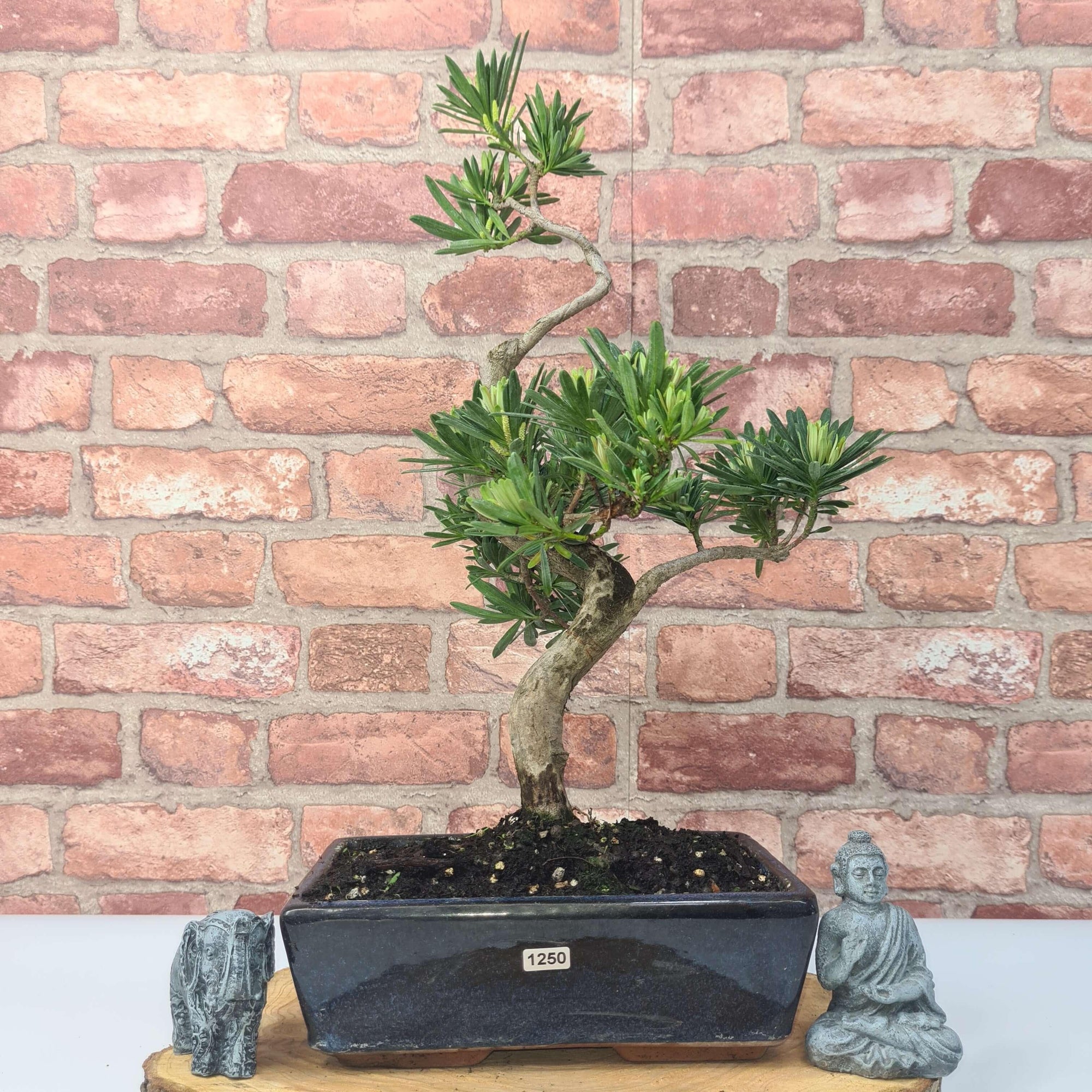Buddhist Pine (Podocarpus Micro) Bonsai Tree | Shaped | In 30cm Pot  | S251974