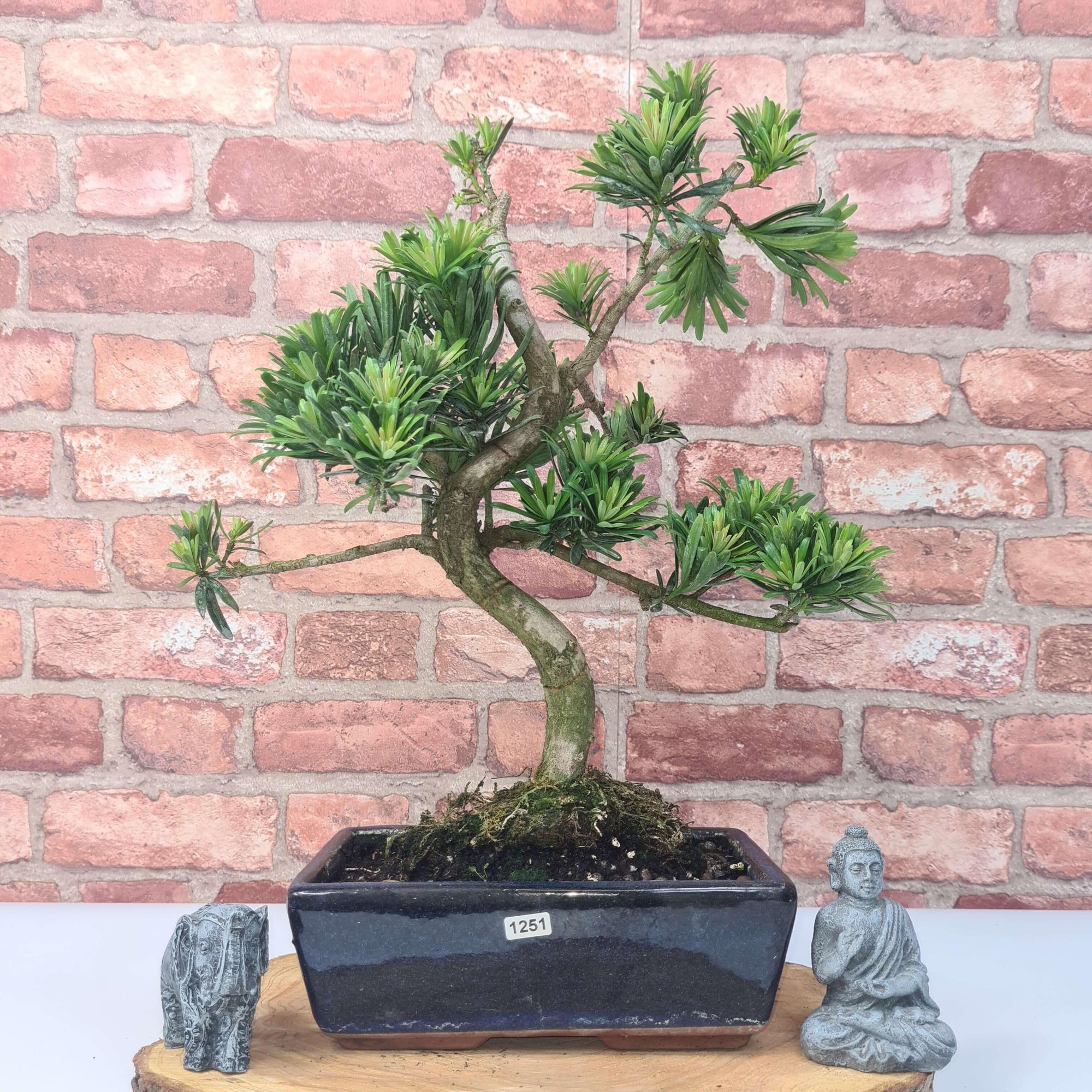 Buddhist Pine (Podocarpus Micro) Bonsai Tree | Shaped | In 25cm Pot  | S251973
