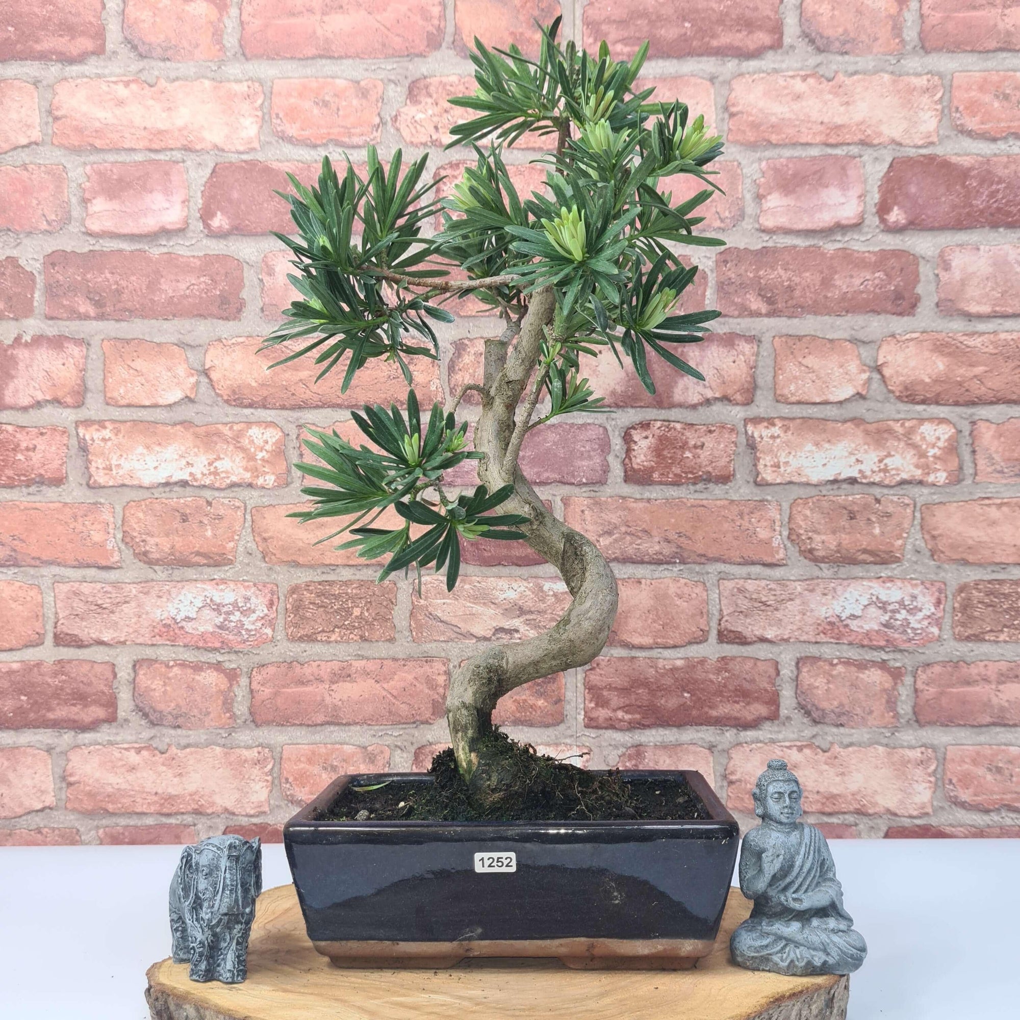 Buddhist Pine (Podocarpus Micro) Bonsai Tree | Shaped | In 30cm Pot  | S251974