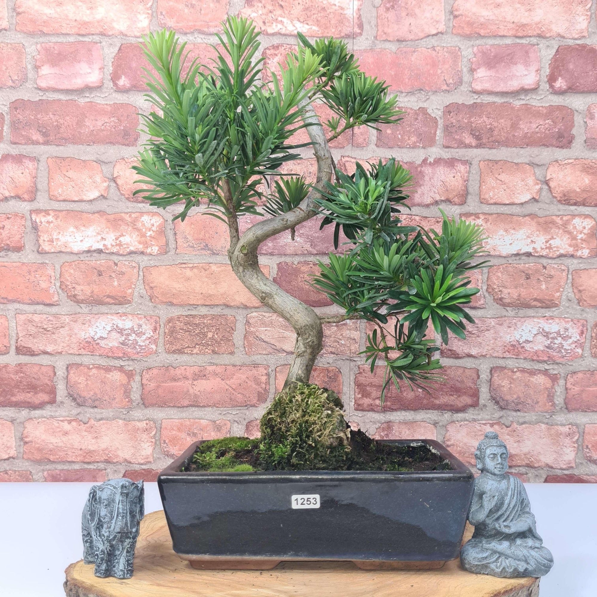 Buddhist Pine (Podocarpus Micro) Bonsai Tree | Shaped | In 30cm Pot  | S251974