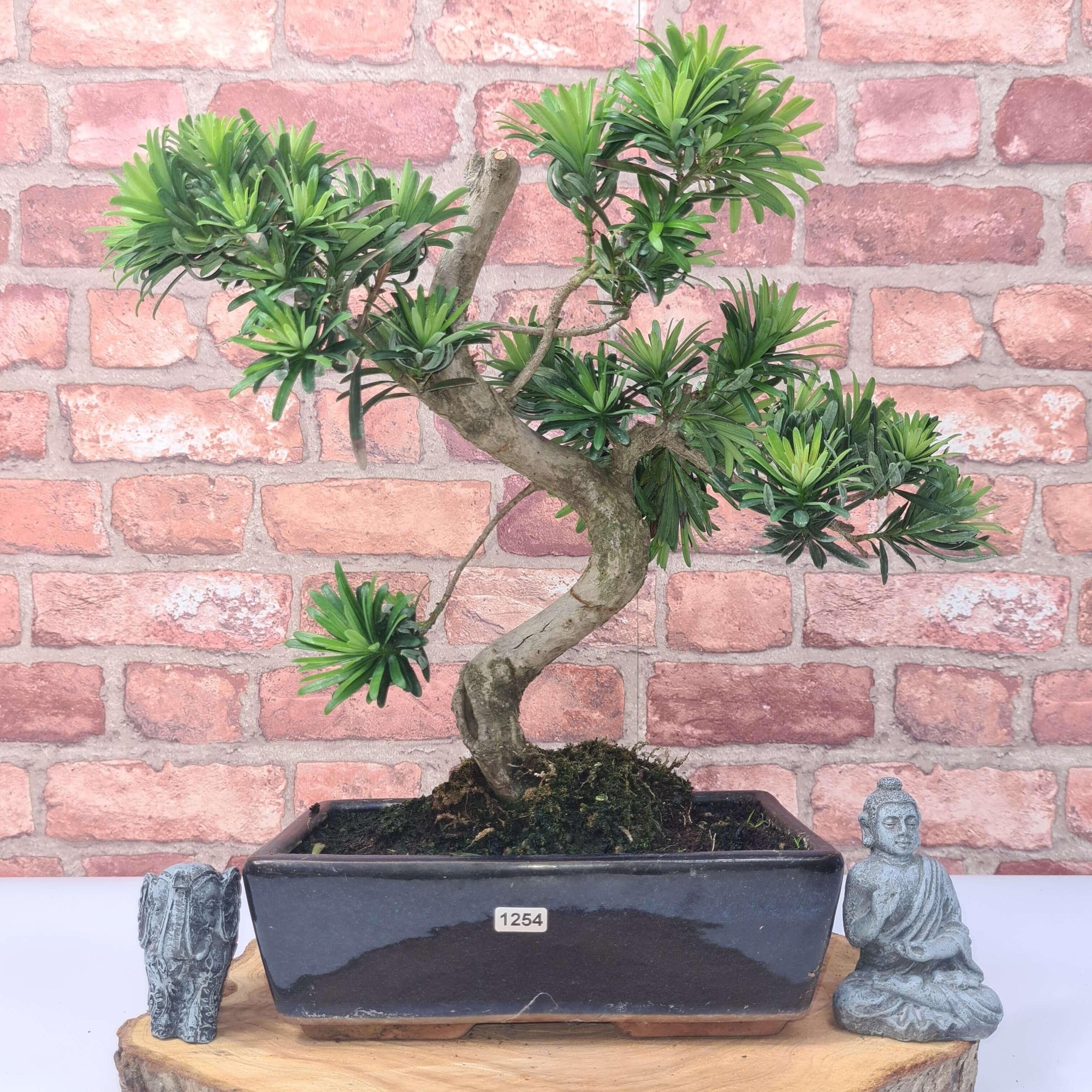 Buddhist Pine (Podocarpus Micro) Bonsai Tree | Shaped | In 30cm Pot  | S251974