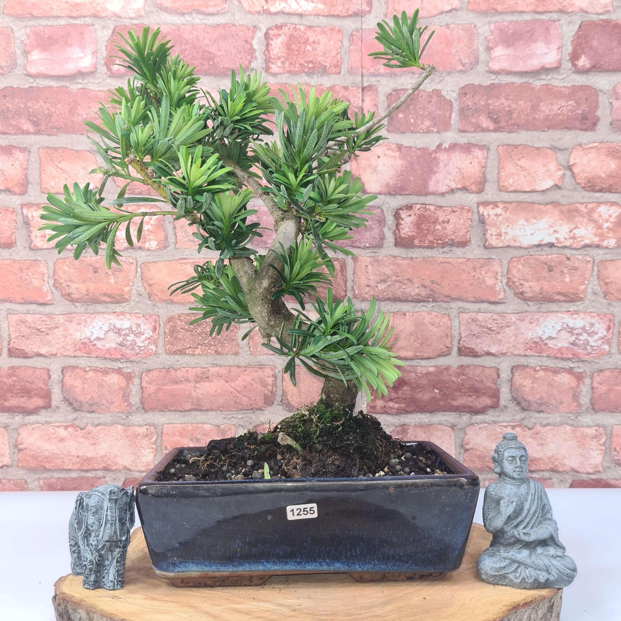 Buddhist Pine (Podocarpus Micro) Bonsai Tree | Shaped | In 25cm Pot  | S251973