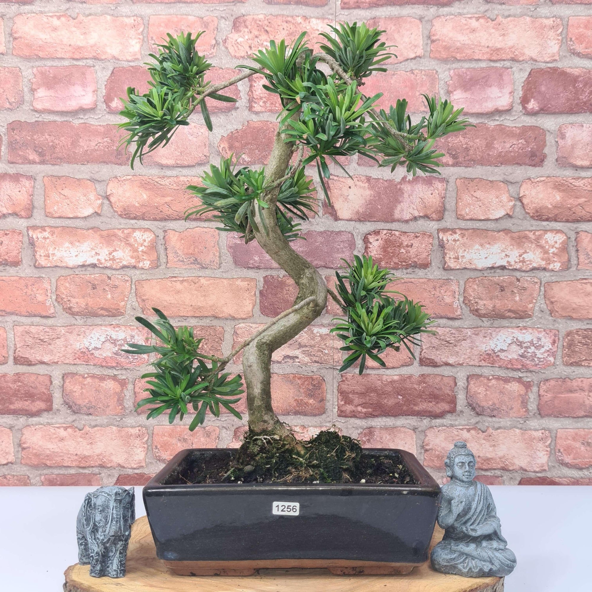 Buddhist Pine (Podocarpus Micro) Bonsai Tree | Shaped | In 30cm Pot  | S251974