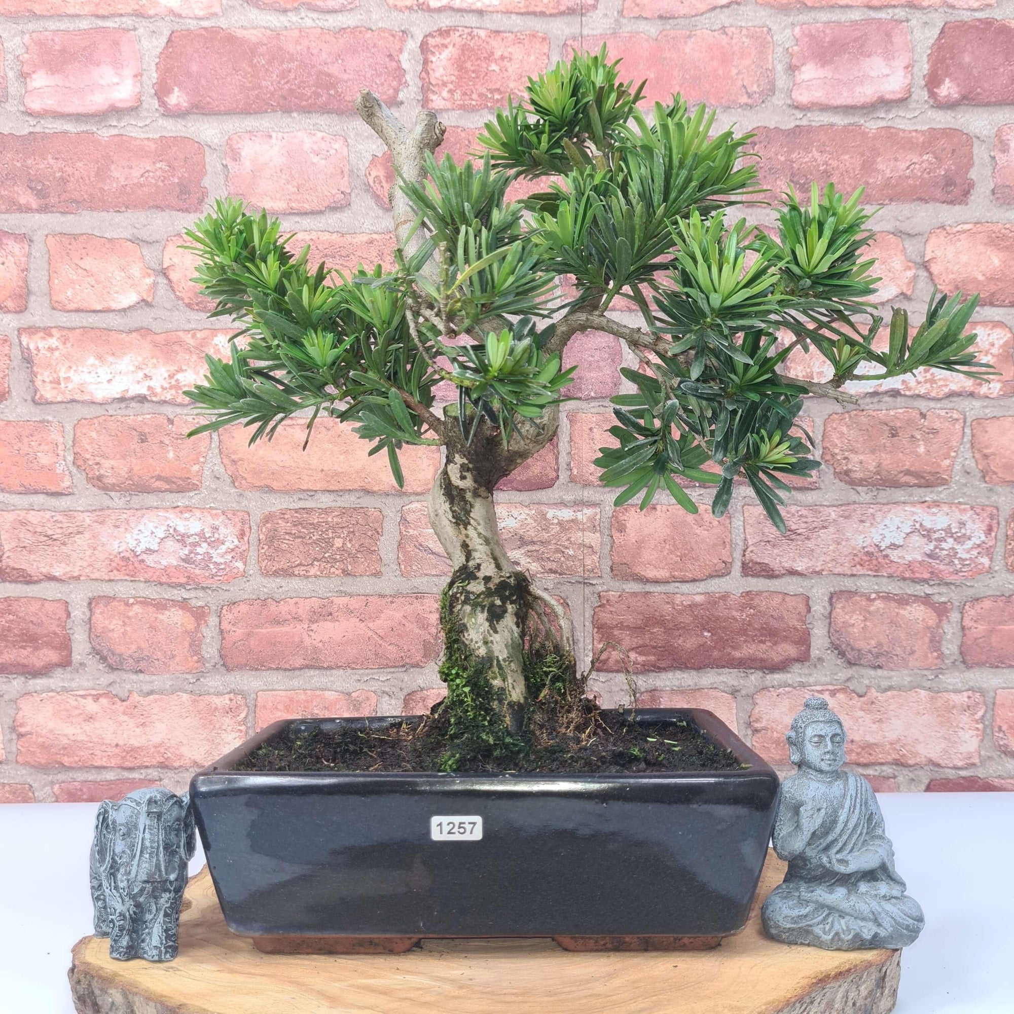 Buddhist Pine (Podocarpus Micro) Bonsai Tree | Shaped | In 25cm Pot  | S251973