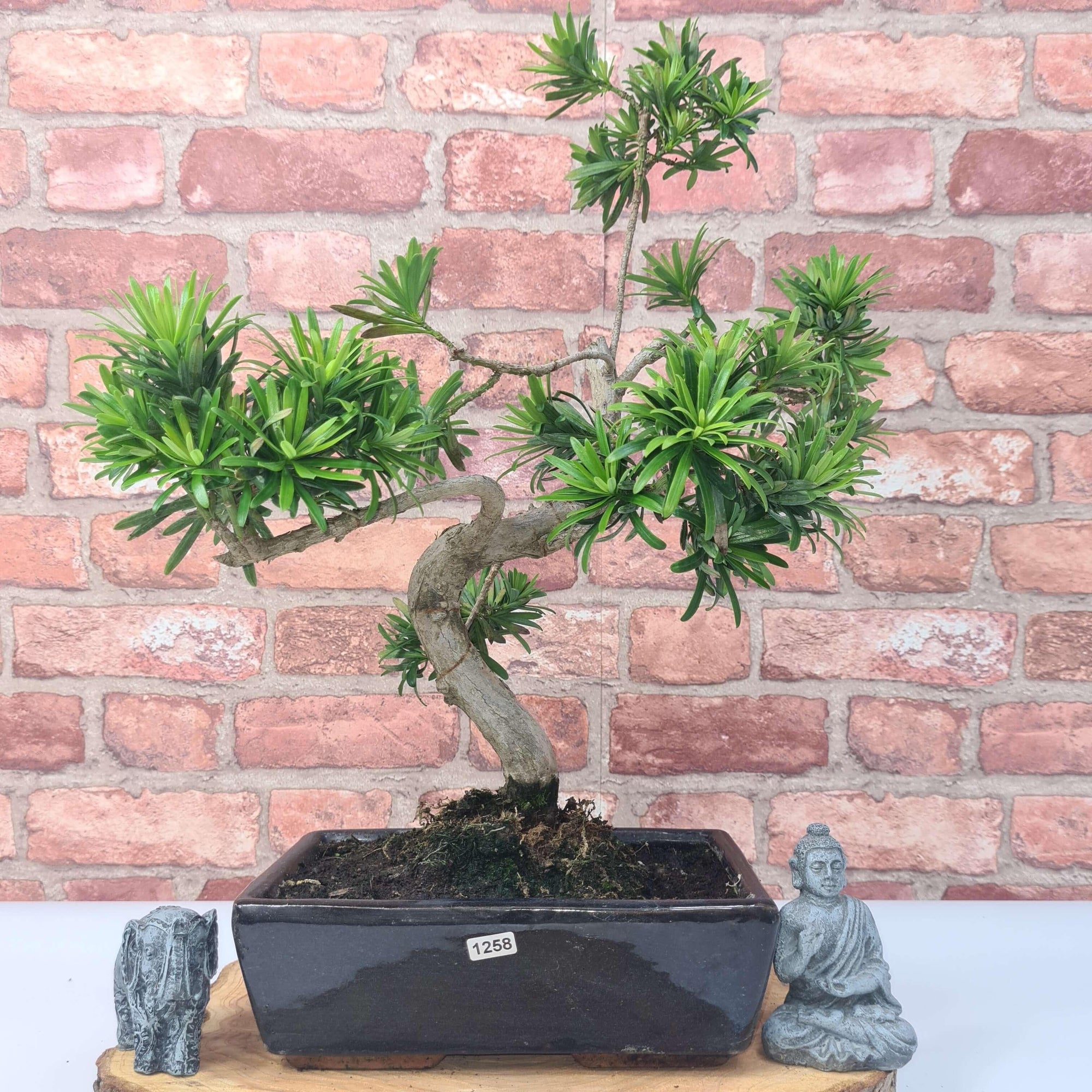 Buddhist Pine (Podocarpus Micro) Bonsai Tree | Shaped | In 25cm Pot  | S251973