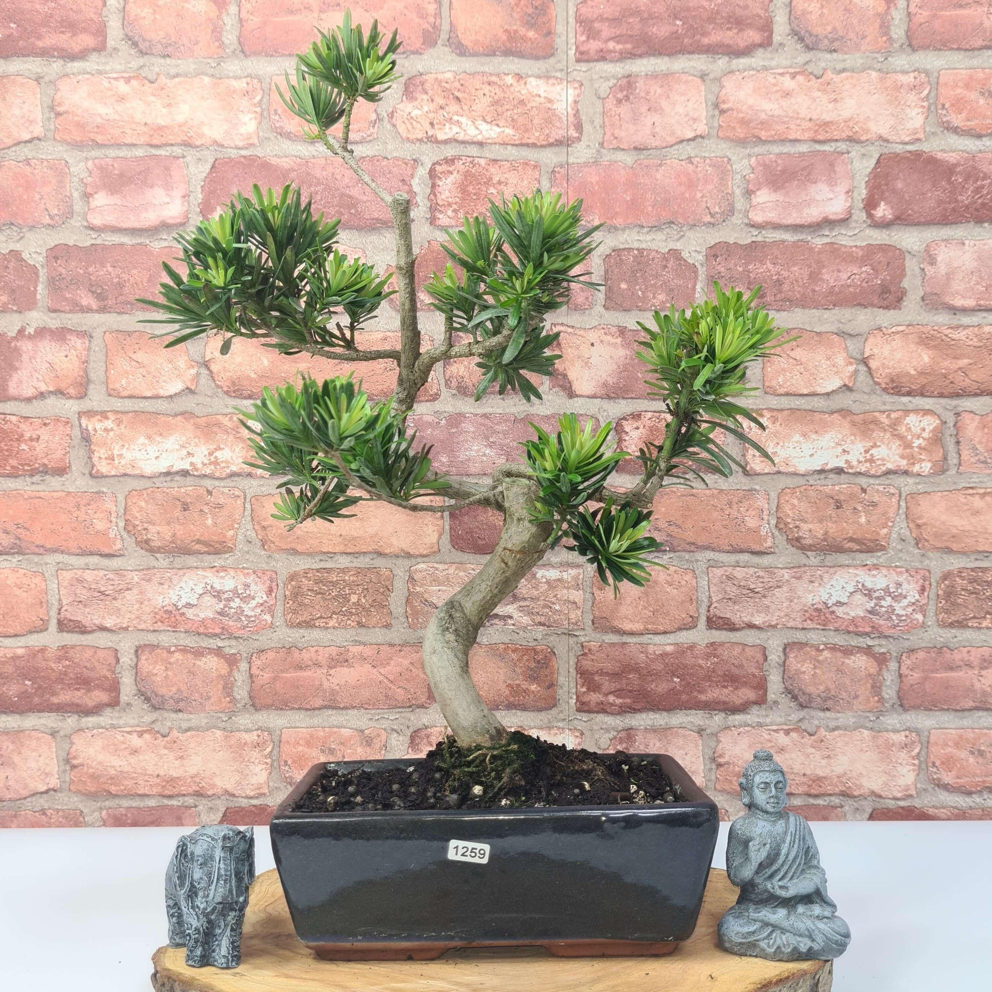 Buddhist Pine (Podocarpus Micro) Bonsai Tree | Shaped | In 30cm Pot  | S251974
