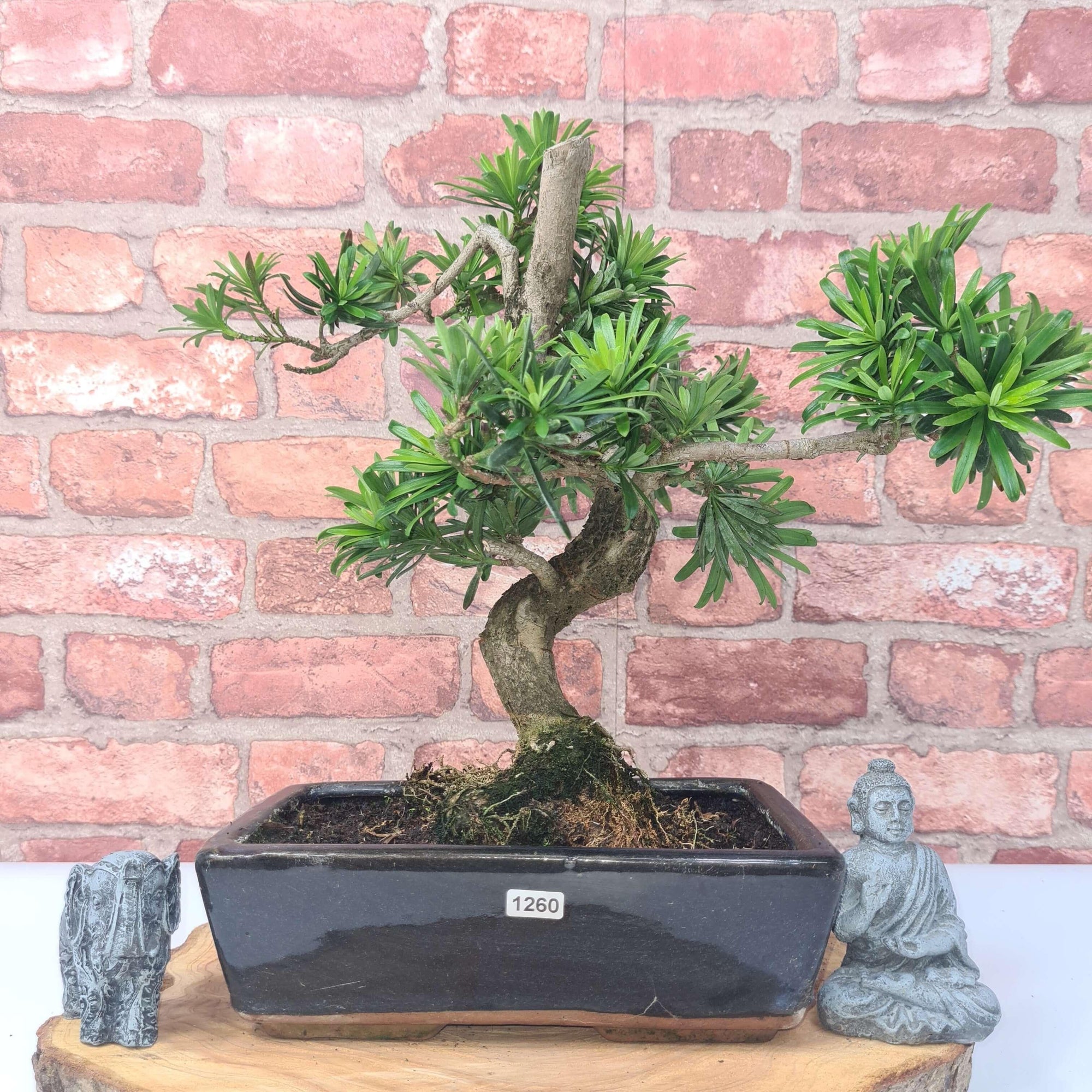 Buddhist Pine (Podocarpus Micro) Bonsai Tree | Shaped | In 25cm Pot  | S251973