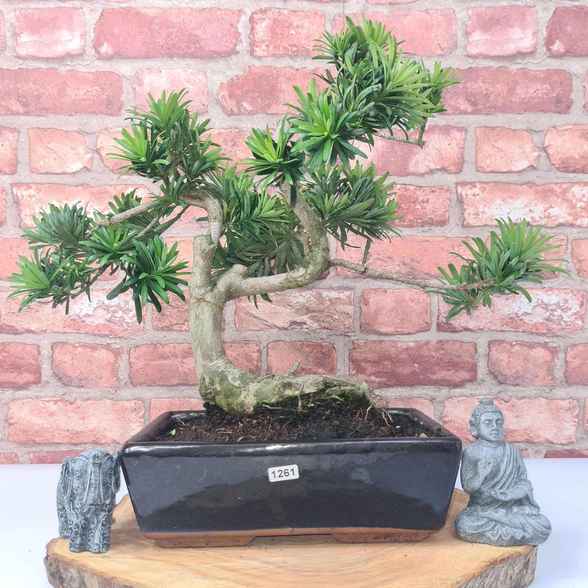 Buddhist Pine (Podocarpus Micro) Bonsai Tree | Shaped | In 25cm Pot  | S251973