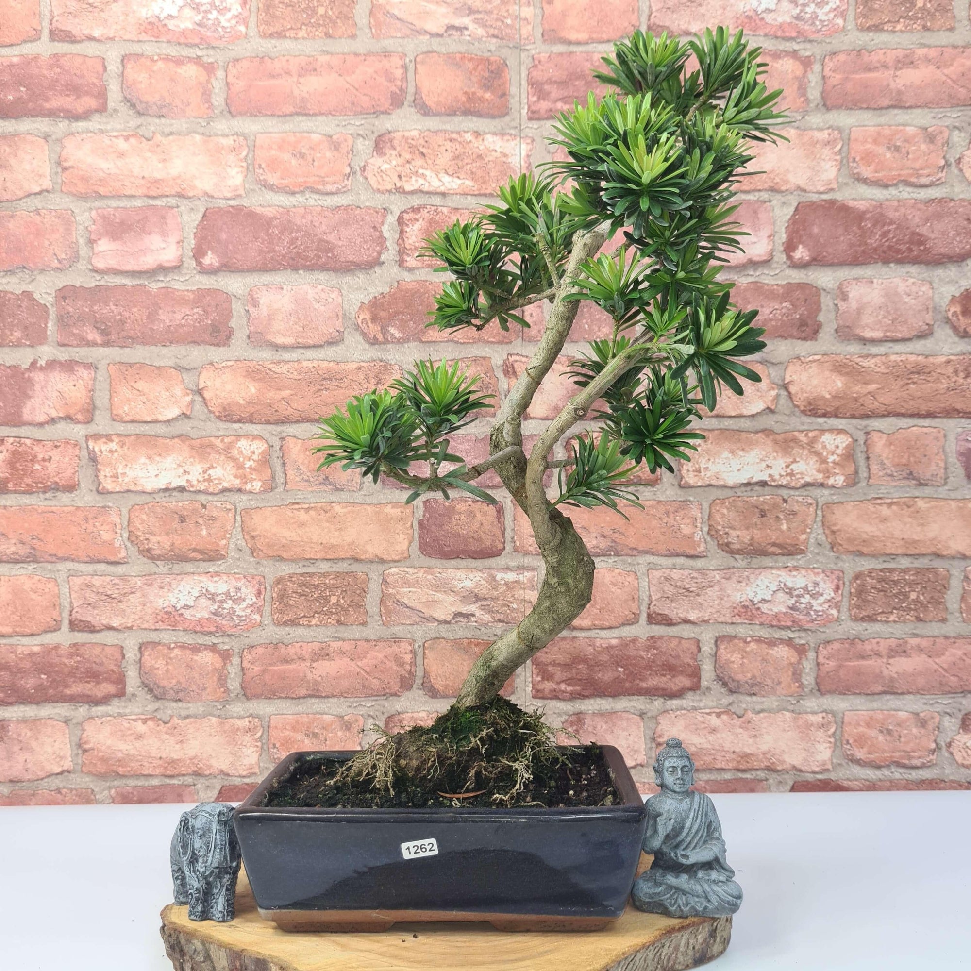 Buddhist Pine (Podocarpus Micro) Bonsai Tree | Shaped | In 25cm Pot  | S251973