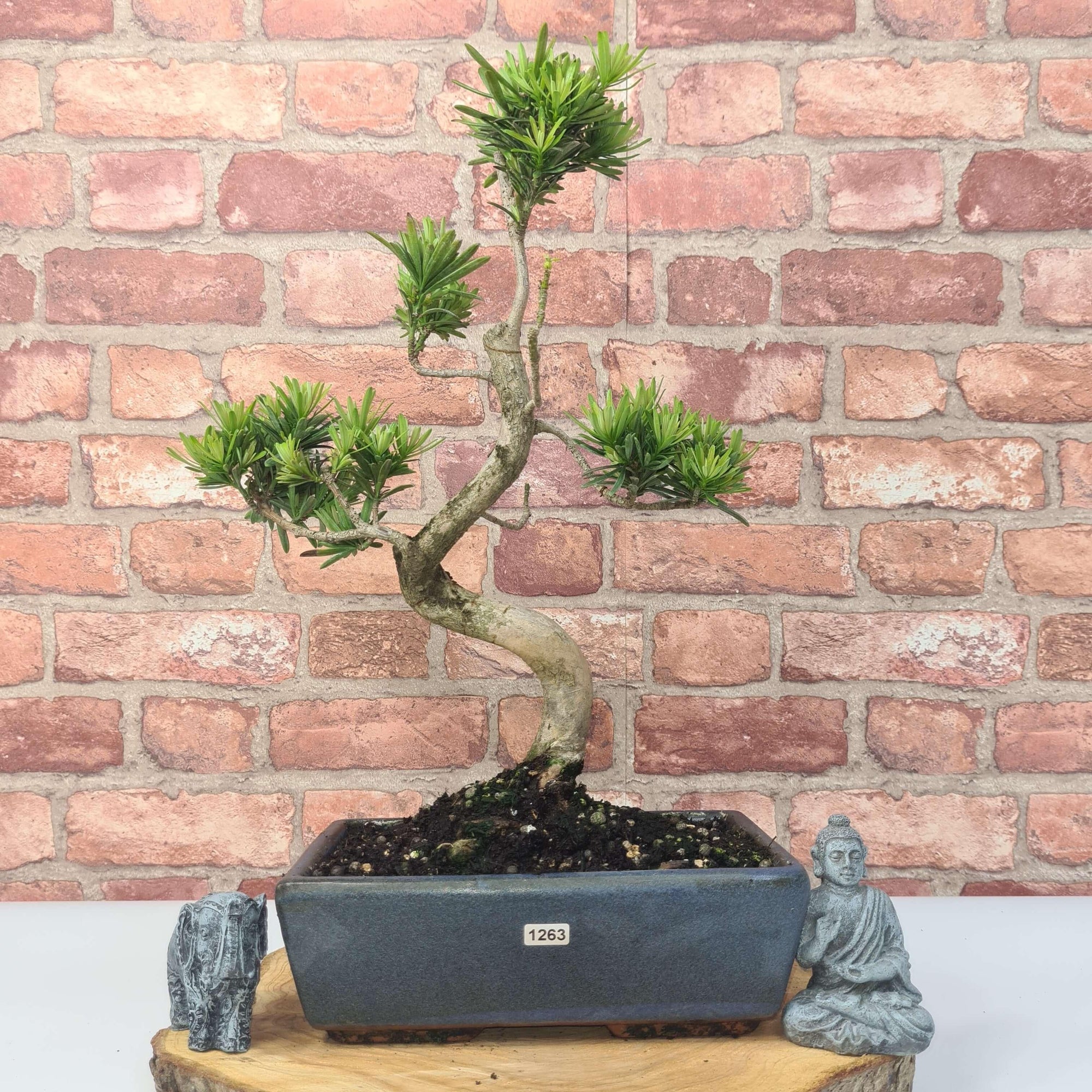 Buddhist Pine (Podocarpus Micro) Bonsai Tree | Shaped | In 25cm Pot  | S251973
