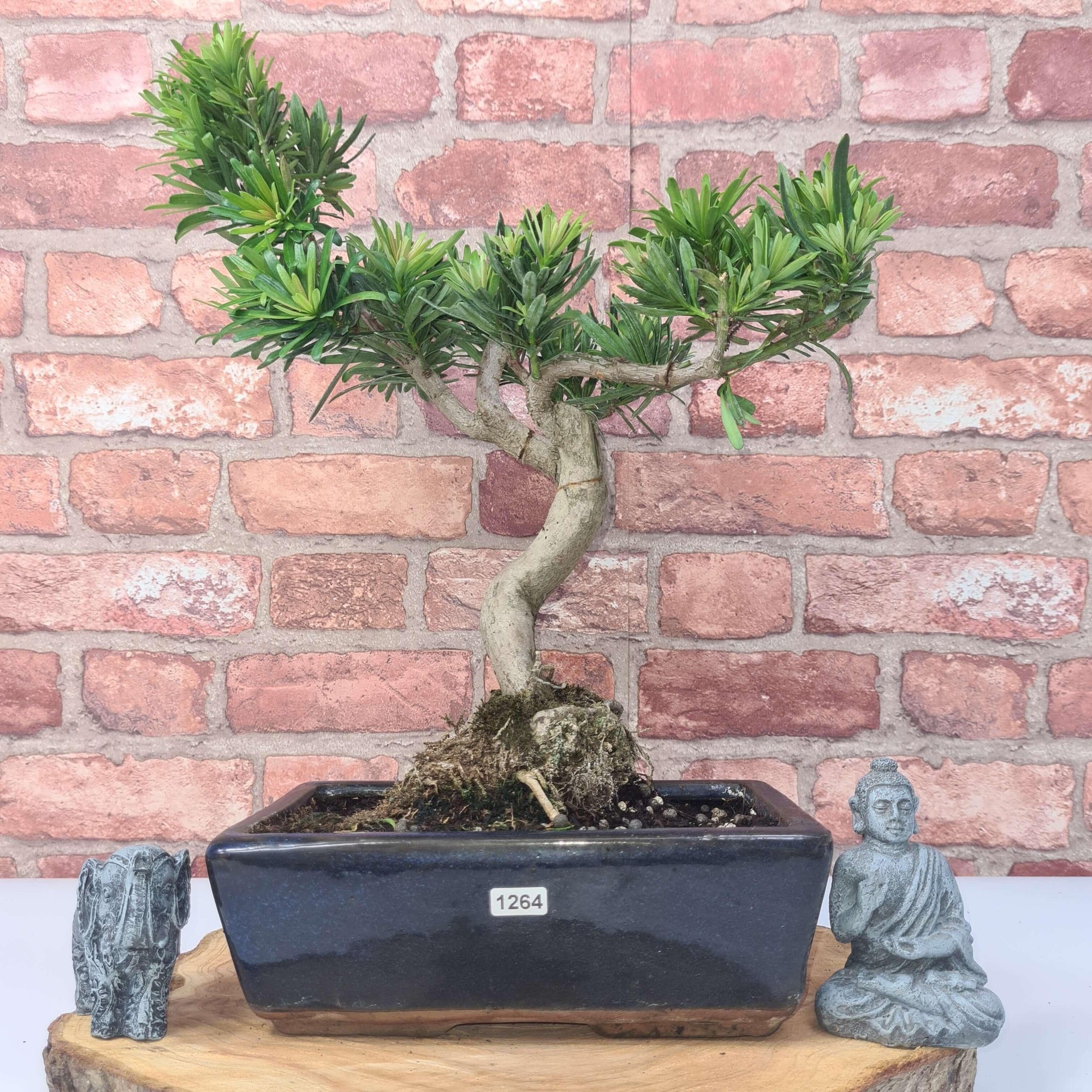 Buddhist Pine (Podocarpus Micro) Bonsai Tree | Shaped | In 25cm Pot  | S251973