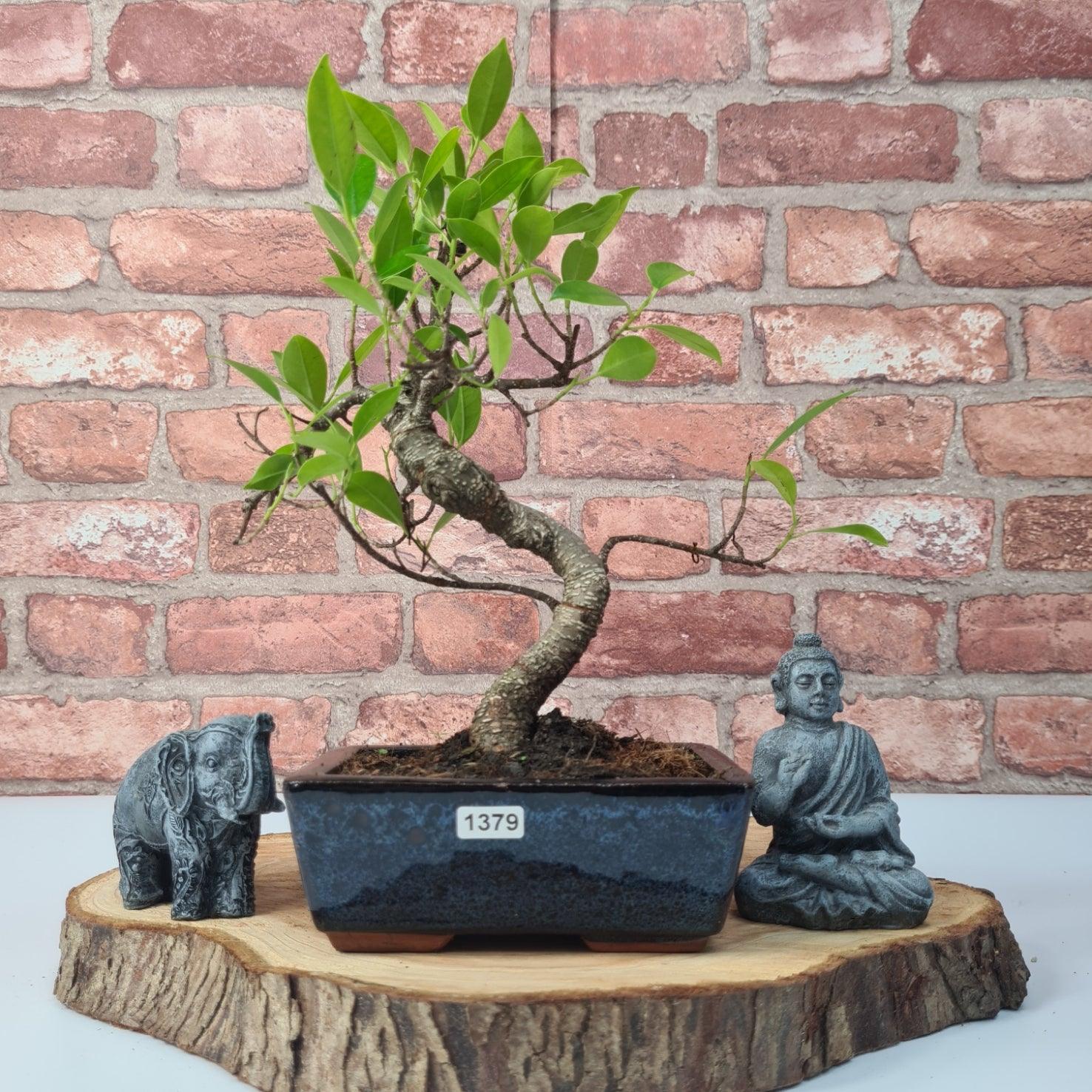 Ficus Microcarpa (Banyan Fig) Indoor Bonsai Tree | Shaped | In 15cm Pot  S25884