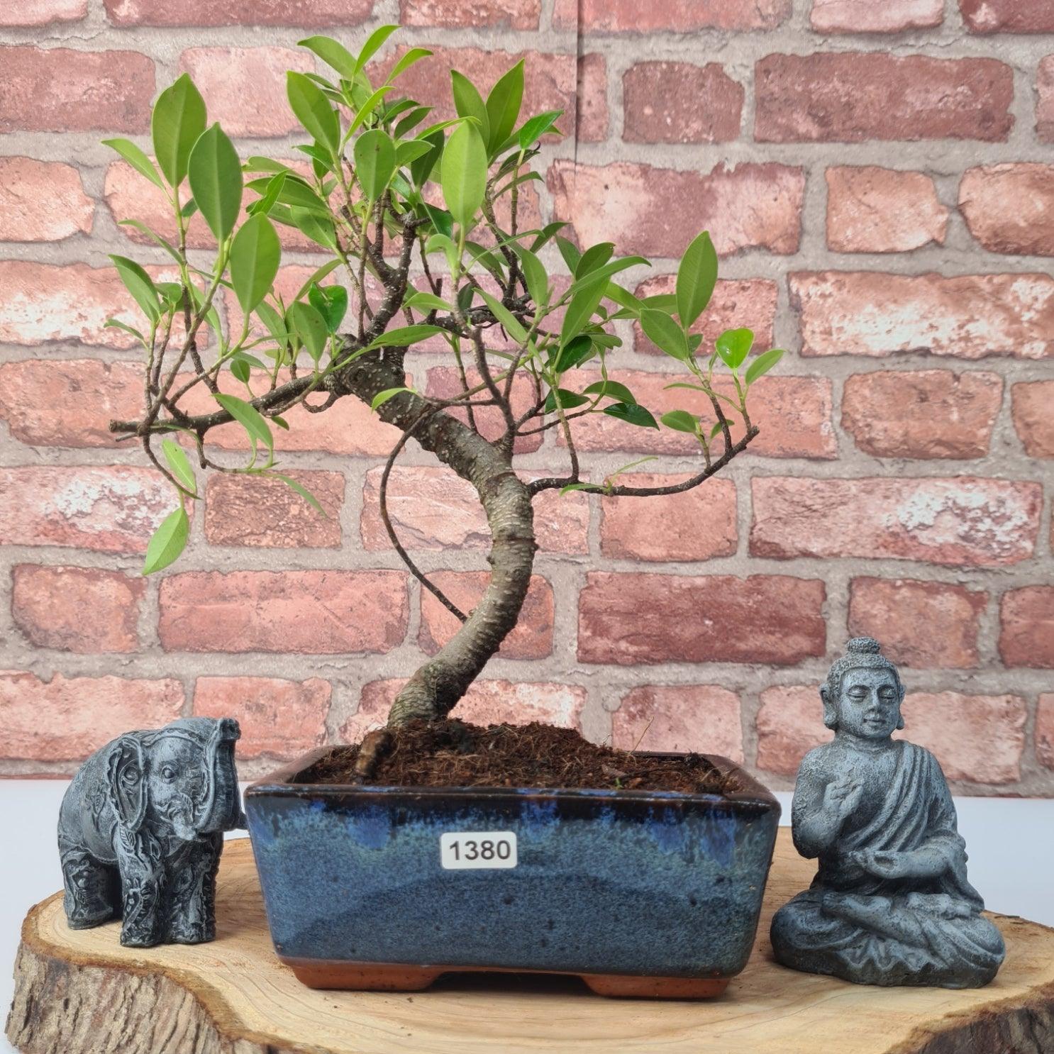 Ficus Microcarpa (Banyan Fig) Indoor Bonsai Tree | Shaped | In 15cm Pot  S25884