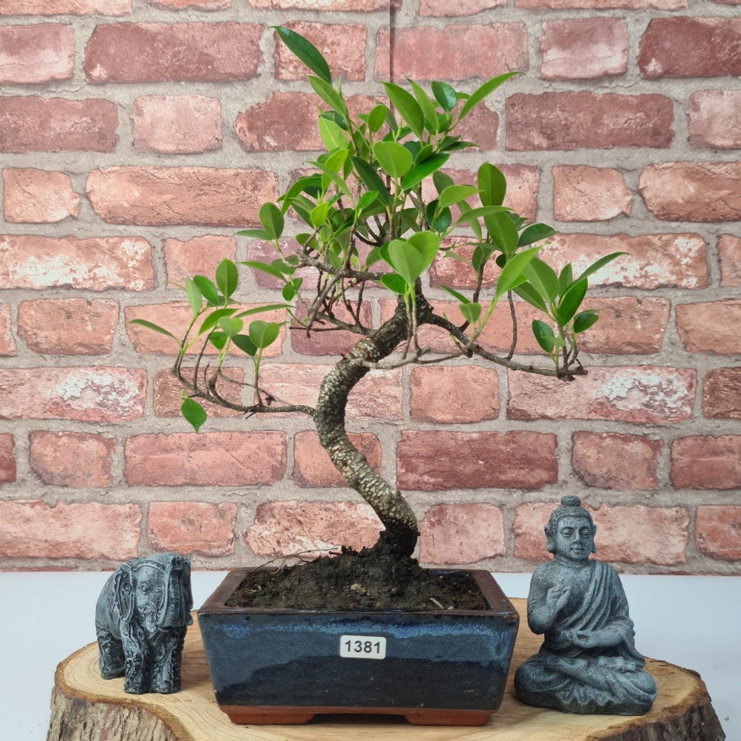Ficus Microcarpa (Banyan Fig) Indoor Bonsai Tree | Shaped | In 15cm Pot  S25884