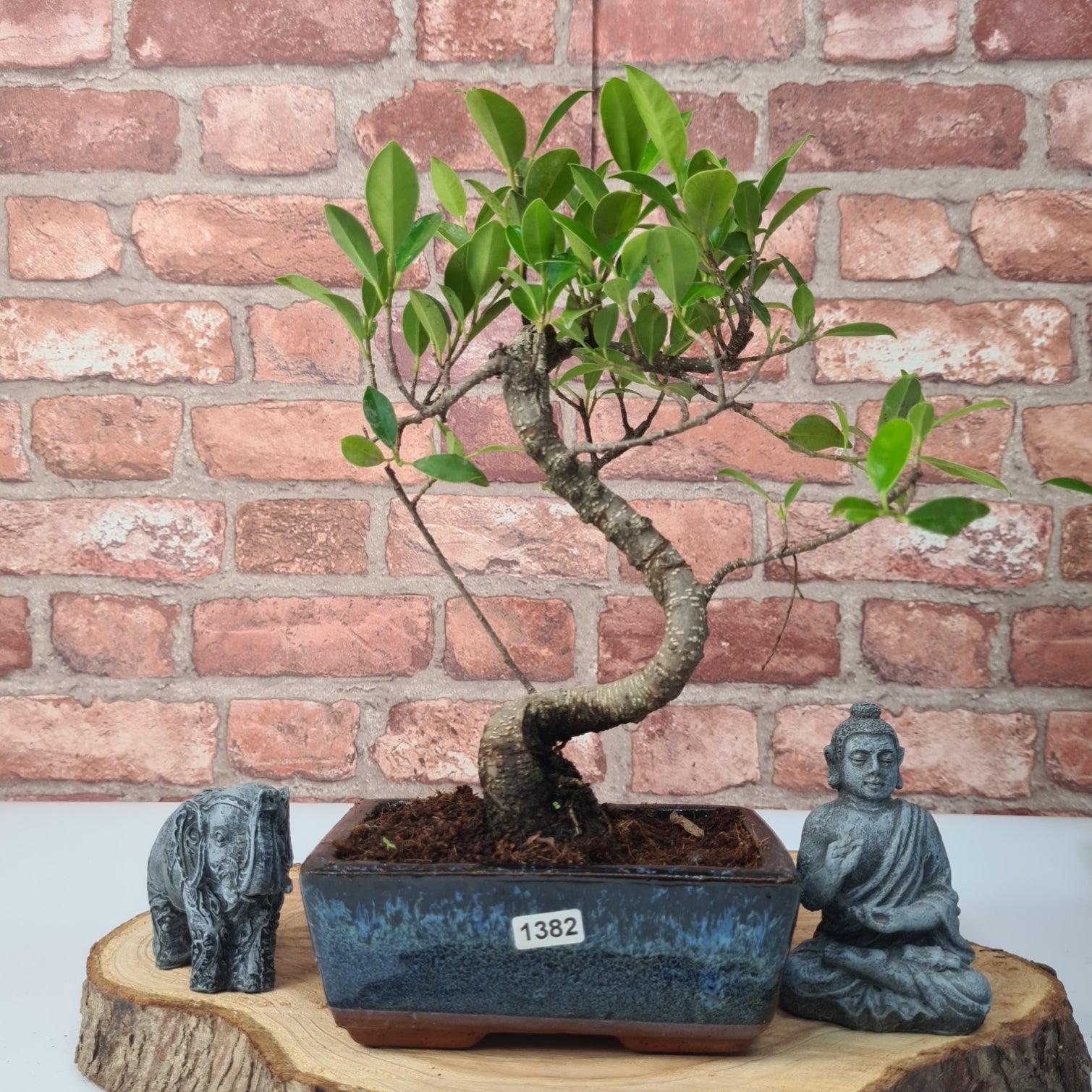 Ficus Microcarpa (Banyan Fig) Indoor Bonsai Tree | Shaped | In 15cm Pot  S25884