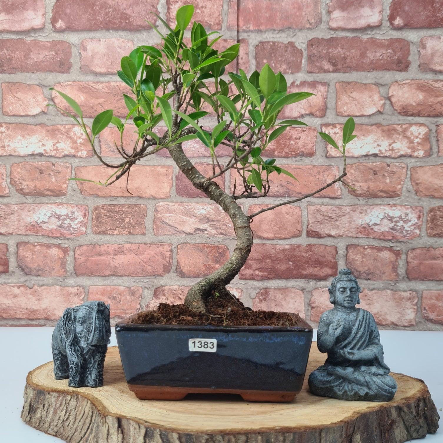 Ficus Microcarpa (Banyan Fig) Indoor Bonsai Tree | Shaped | In 15cm Pot  S25884