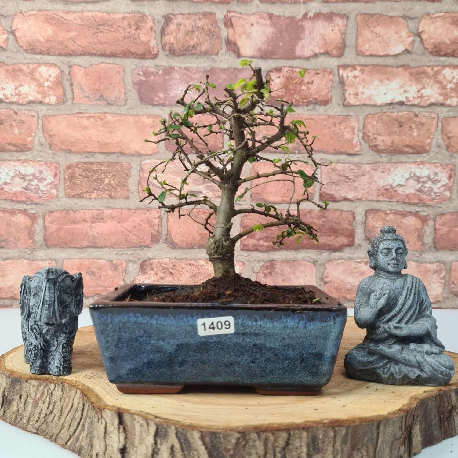 Chinese Elm (Ulmus Parvifolia) Bonsai Tree | Broom | In 15cm Pot  | S251976