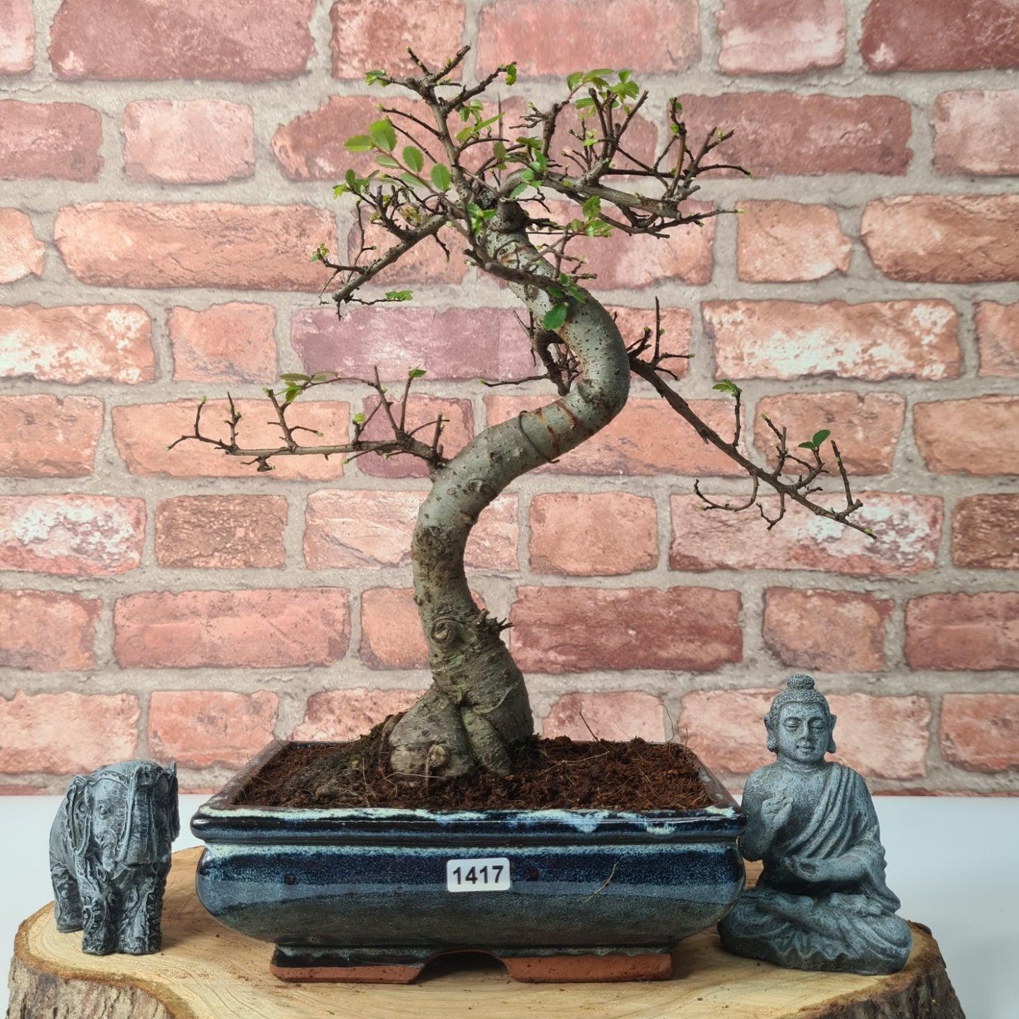 Chinese Elm (Ulmus Parvifolia) Bonsai Tree | Shaped | In 20cm Pot S25882