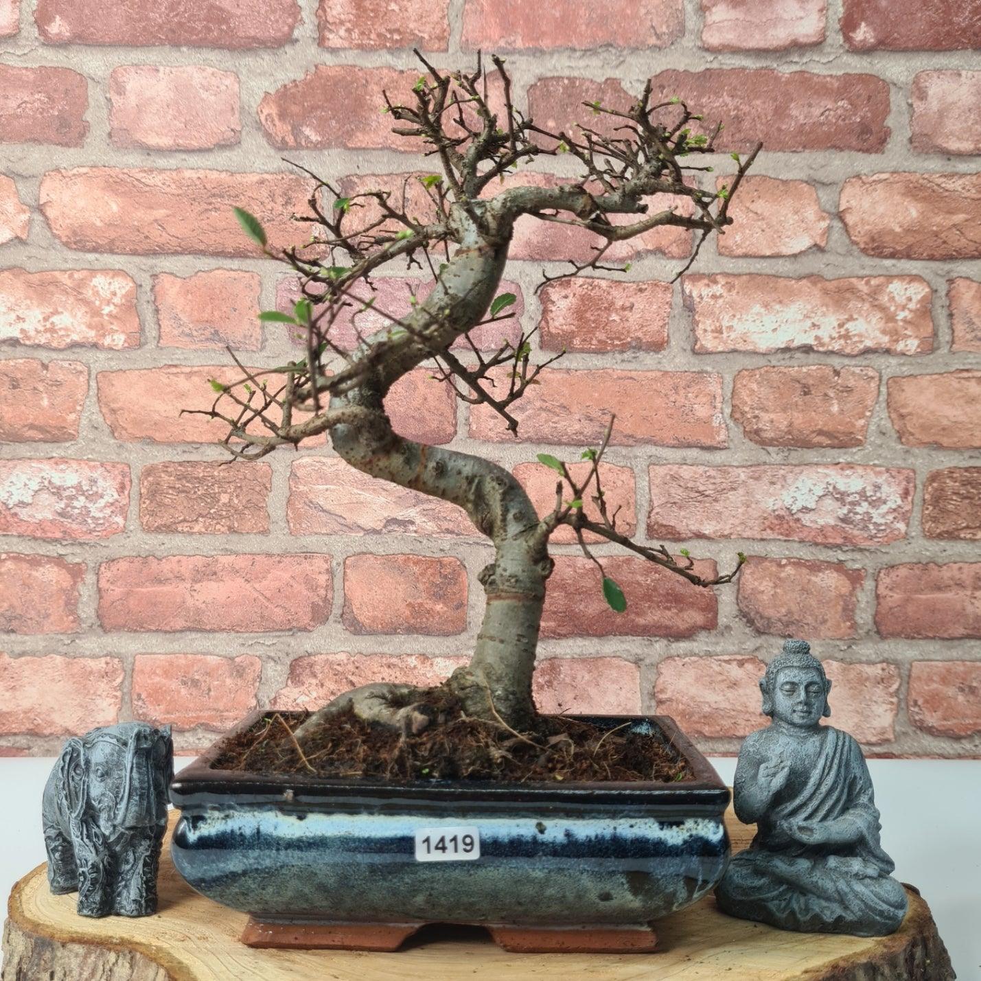 Chinese Elm (Ulmus Parvifolia) Bonsai Tree | Shaped | In 20cm Pot S25882