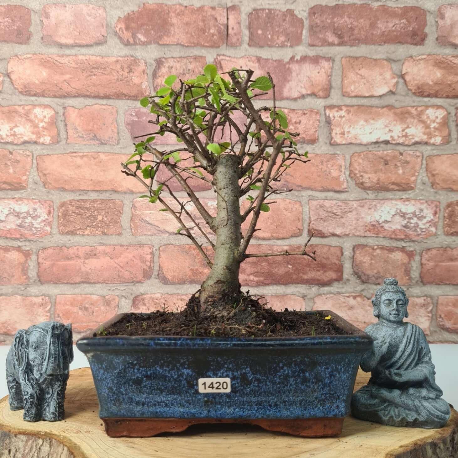 Chinese Elm (Ulmus Parvifolia) Bonsai Tree | Broom | In 20cm Pot S25870