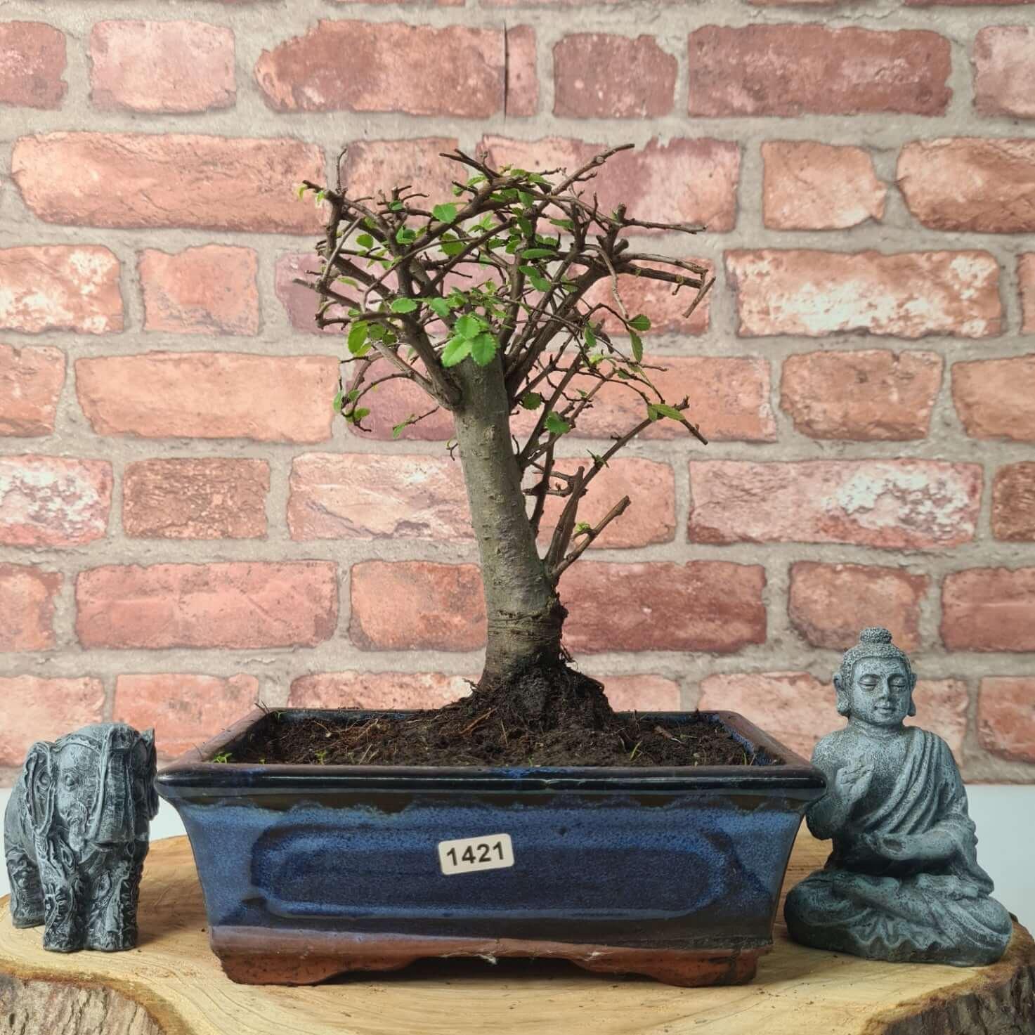 Chinese Elm (Ulmus Parvifolia) Bonsai Tree | Broom | In 20cm Pot S25870
