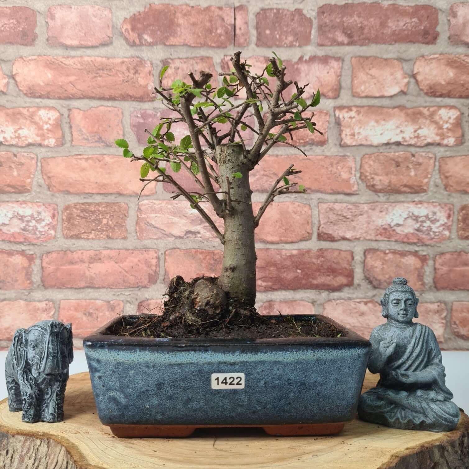 Chinese Elm (Ulmus Parvifolia) Bonsai Tree | Broom | In 20cm Pot S25870