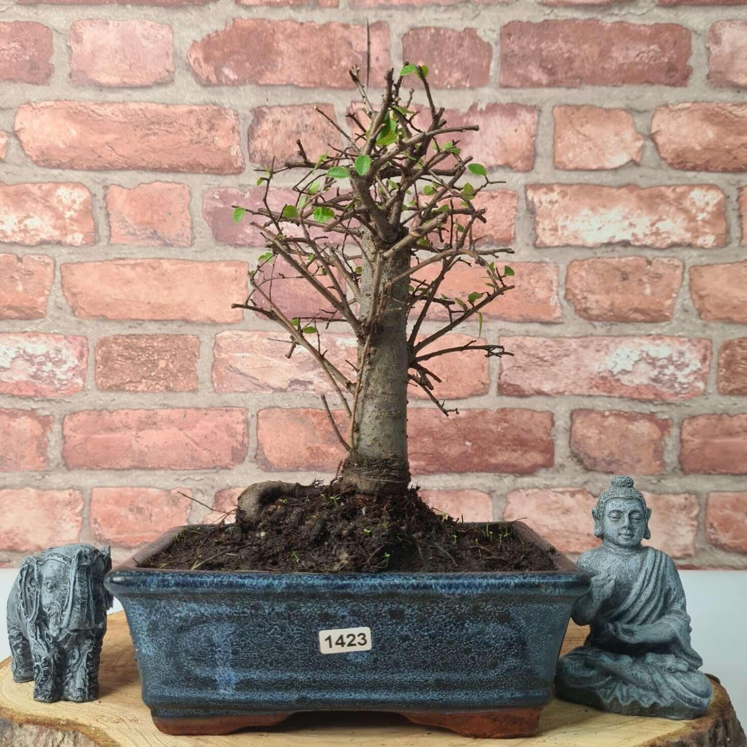 Chinese Elm (Ulmus Parvifolia) Bonsai Tree | Broom | In 20cm Pot S25870