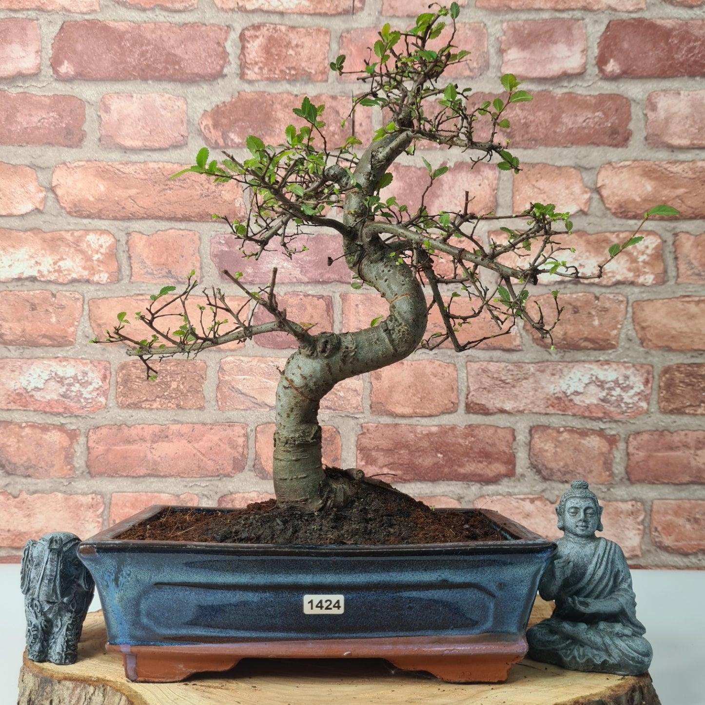 Chinese Elm (Ulmus Parvifolia) Bonsai Tree | Shaped | In 25cm Pot  | S251971