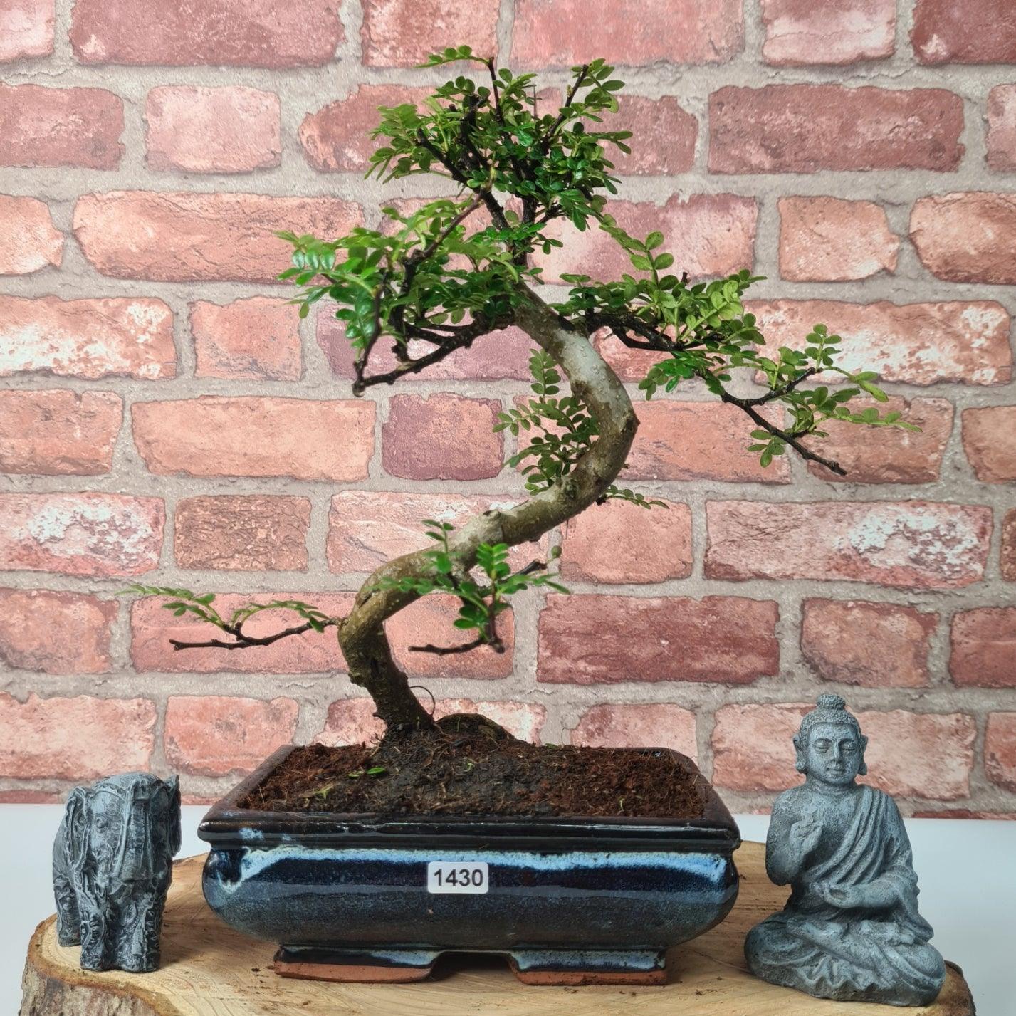 Chinese Pepper (Zanthoxylum Pipertum) Bonsai Tree | Shaped | In 20cm Pot   | S251967