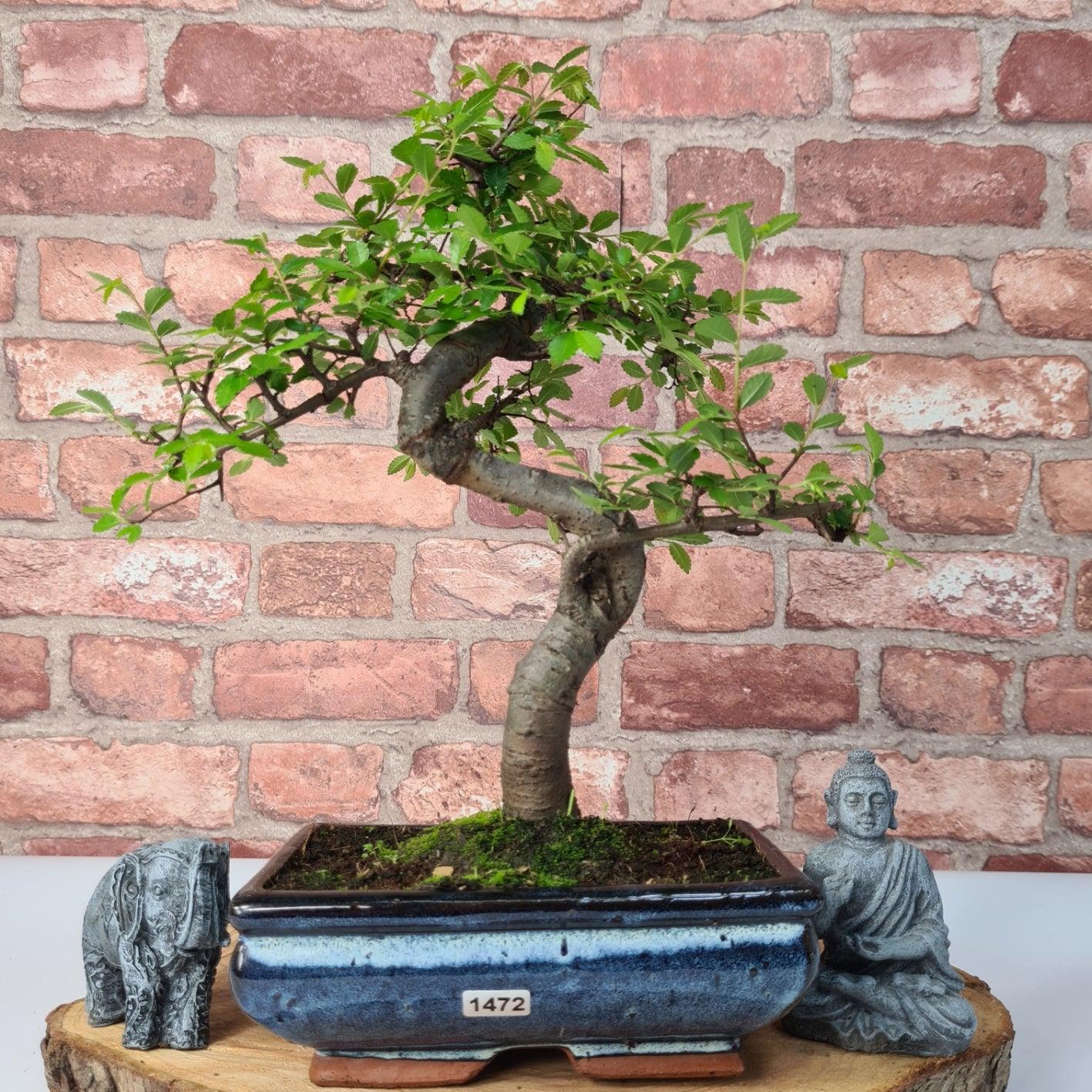 Chinese Elm (Ulmus Parvifolia) Bonsai Tree | Shaped | In 20cm Pot S25882