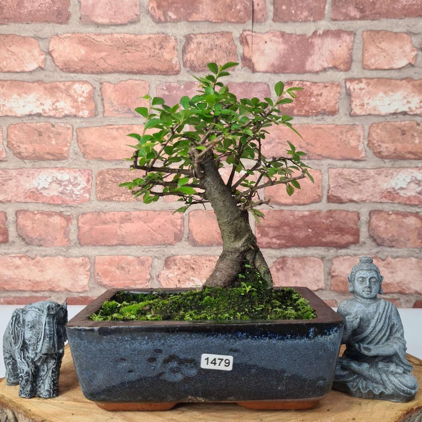 Chinese Elm (Ulmus Parvifolia) Bonsai Tree | Broom | In 20cm Pot S25870