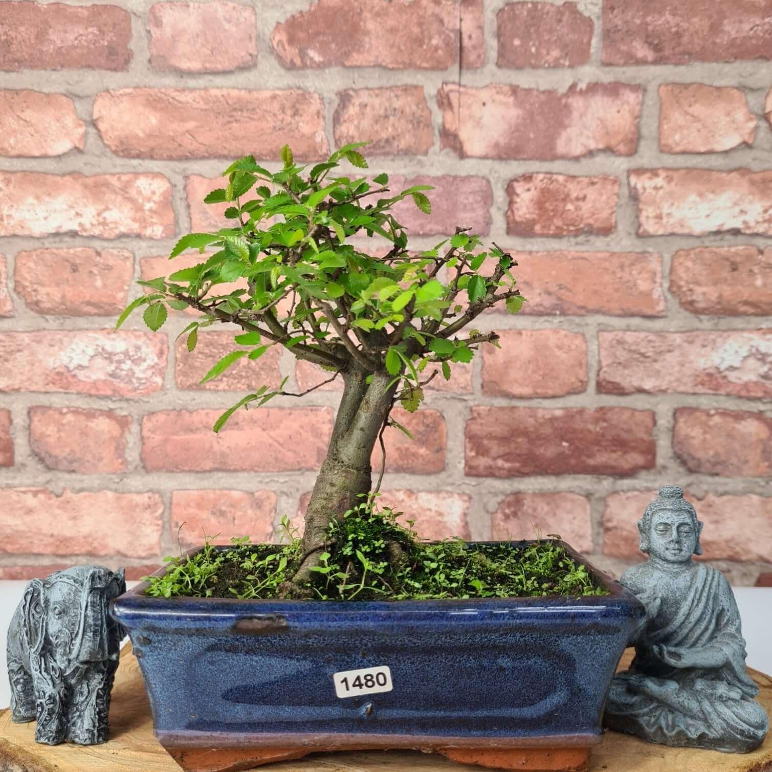 Chinese Elm (Ulmus Parvifolia) Bonsai Tree | Broom | In 20cm Pot S25870